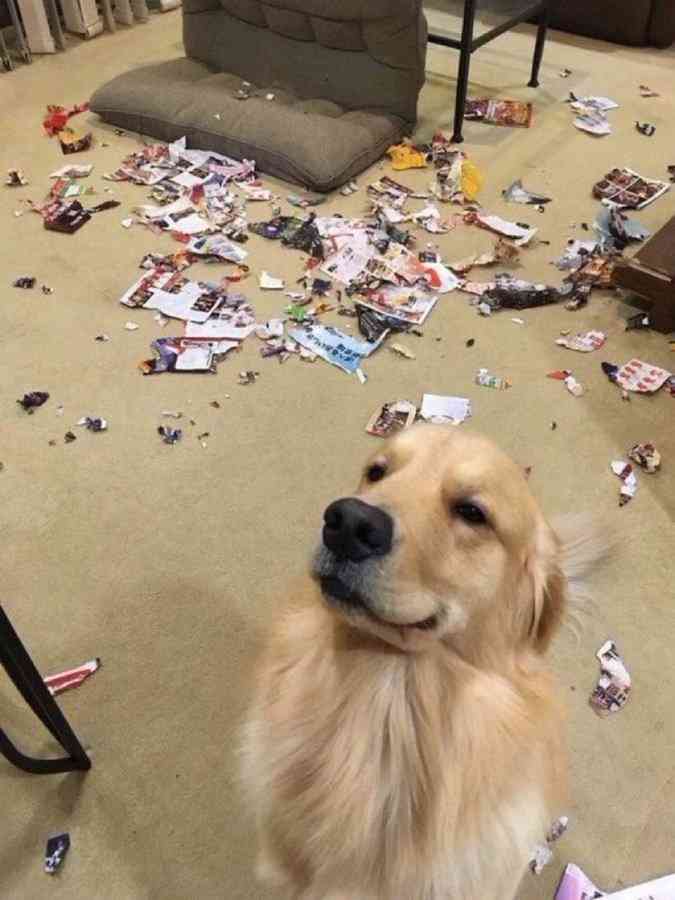 犬の好きな仕草