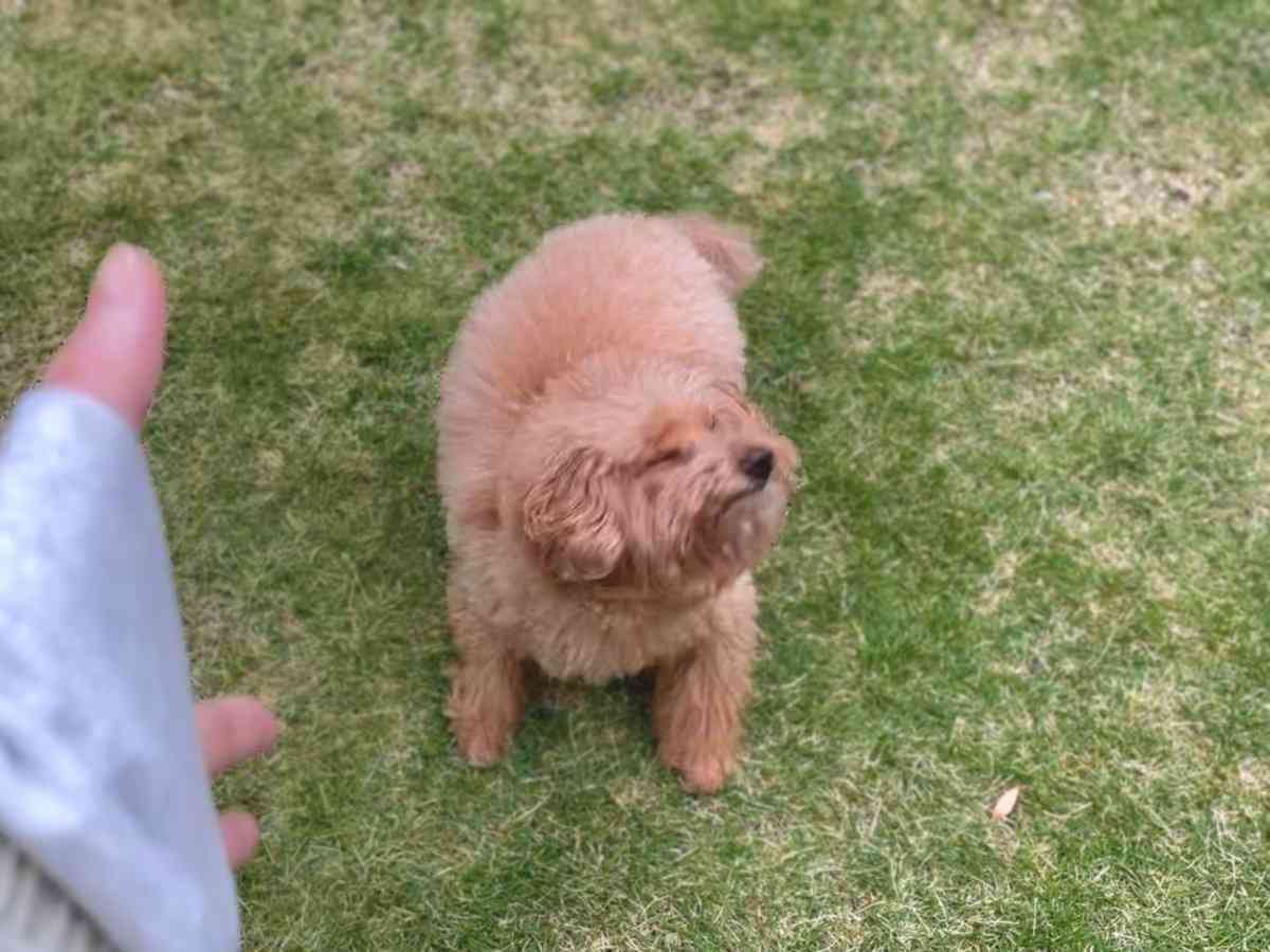 犬の好きな仕草