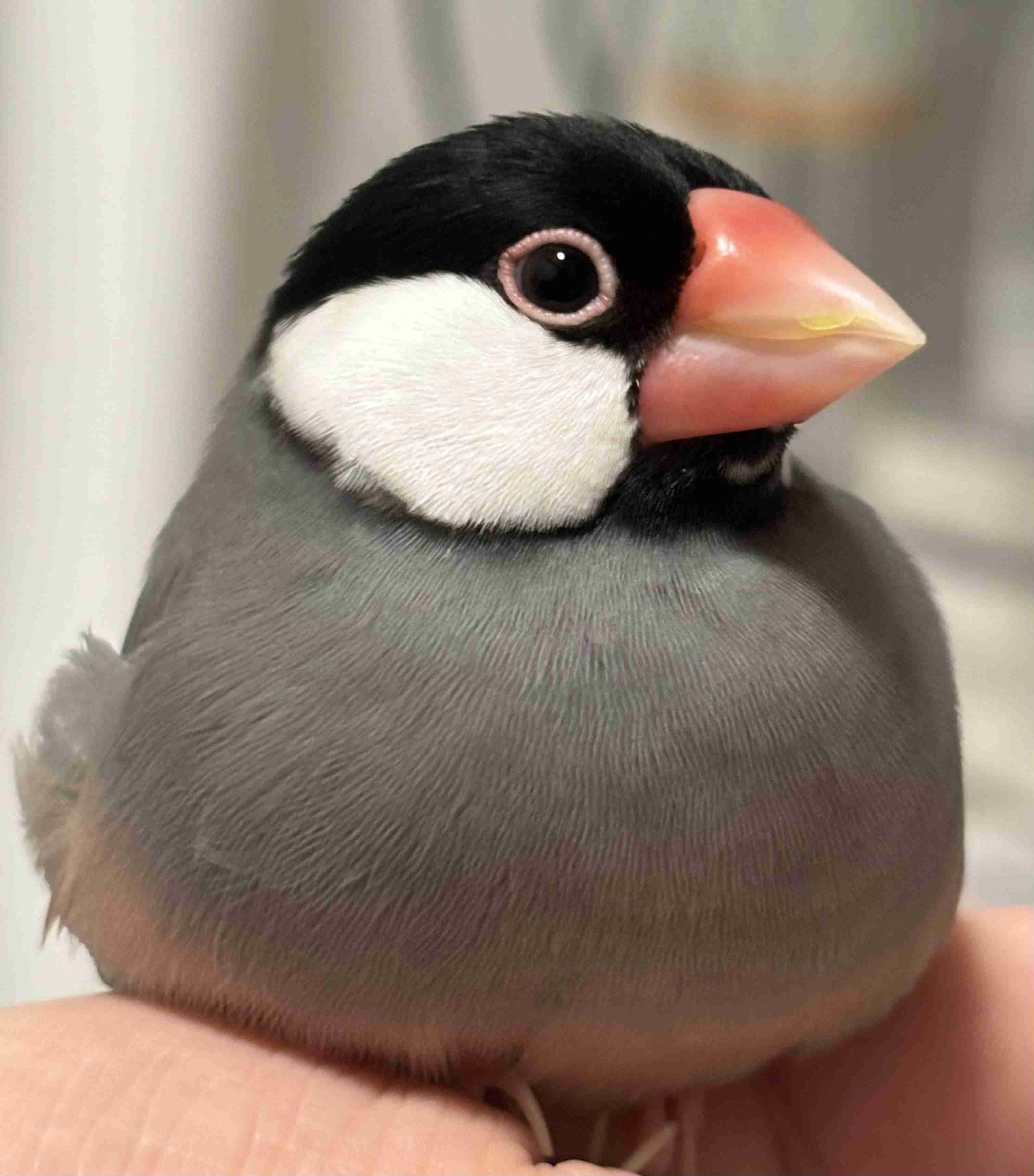 自慢のペット見せて〜!