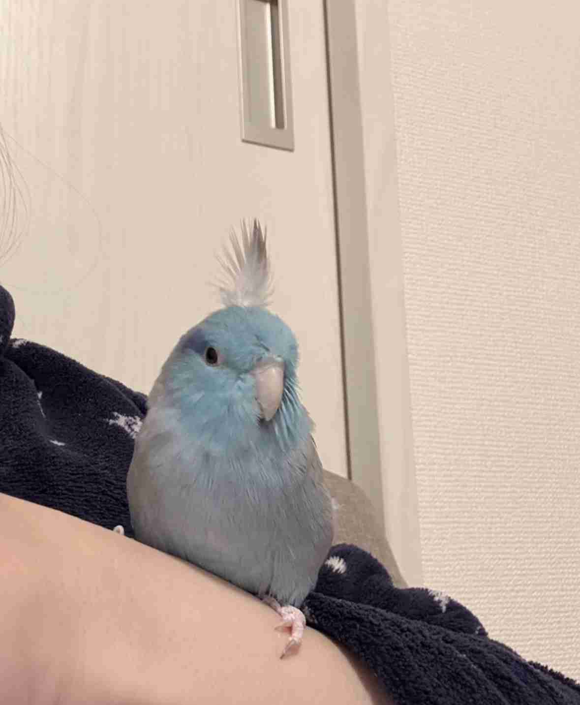 自慢のペット見せて〜!