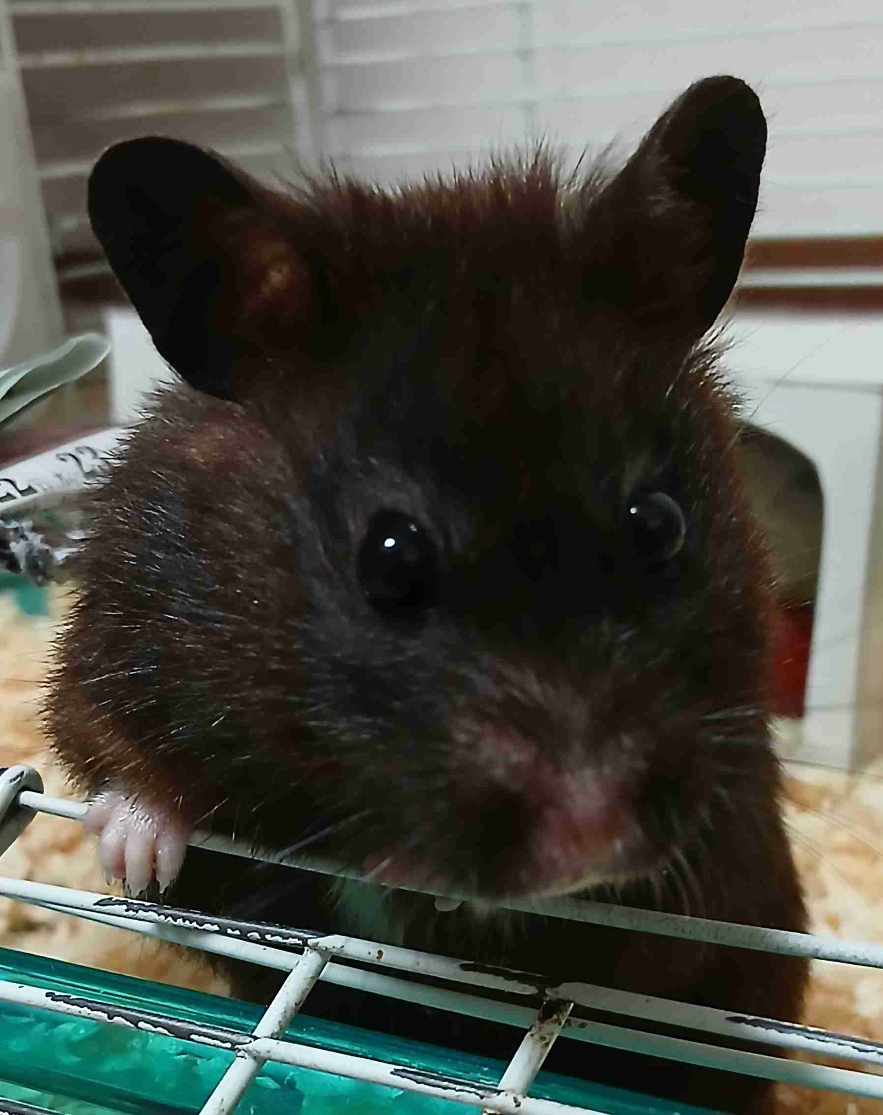 自慢のペット見せて〜!