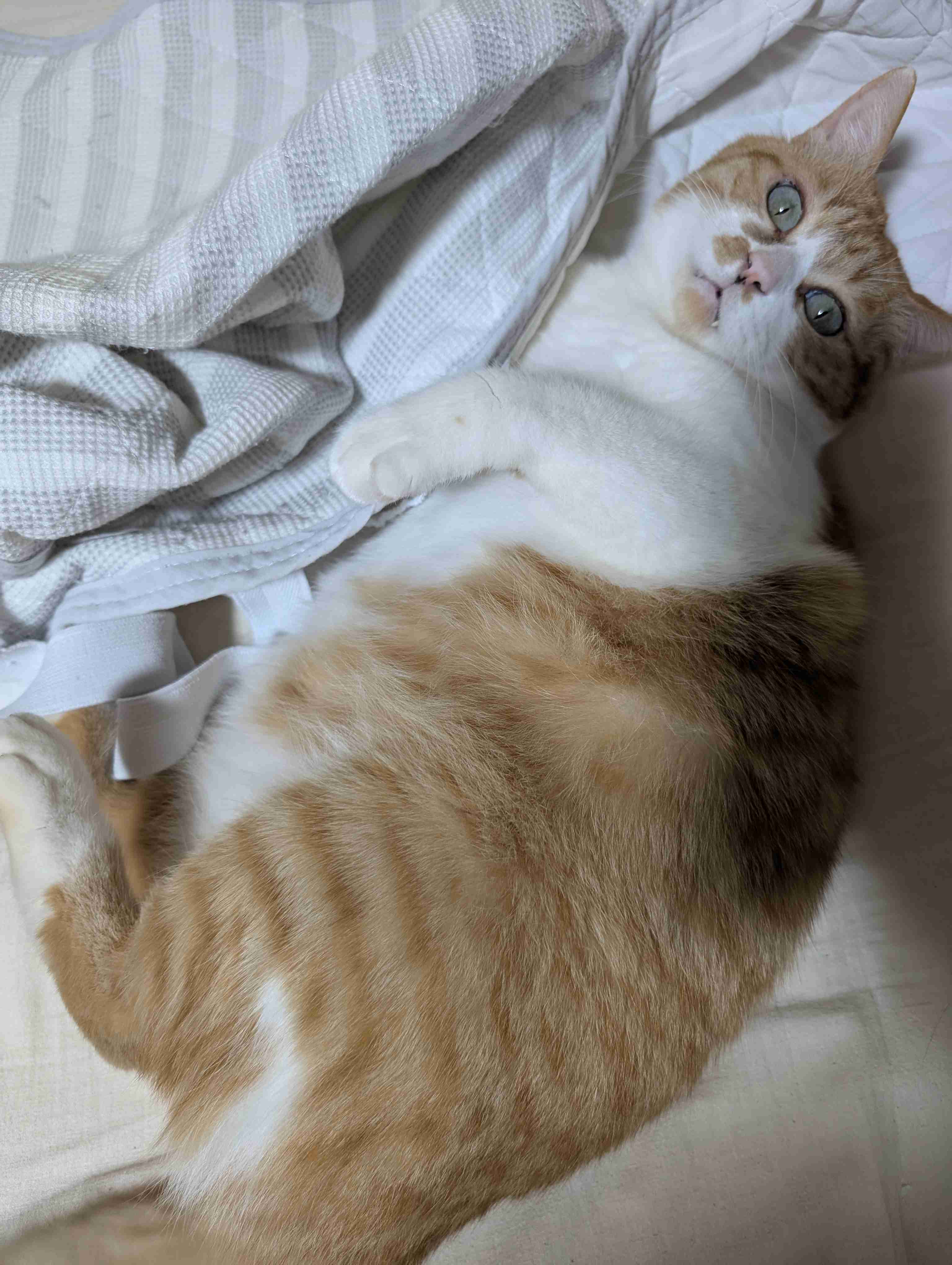 自慢のペット見せて〜!