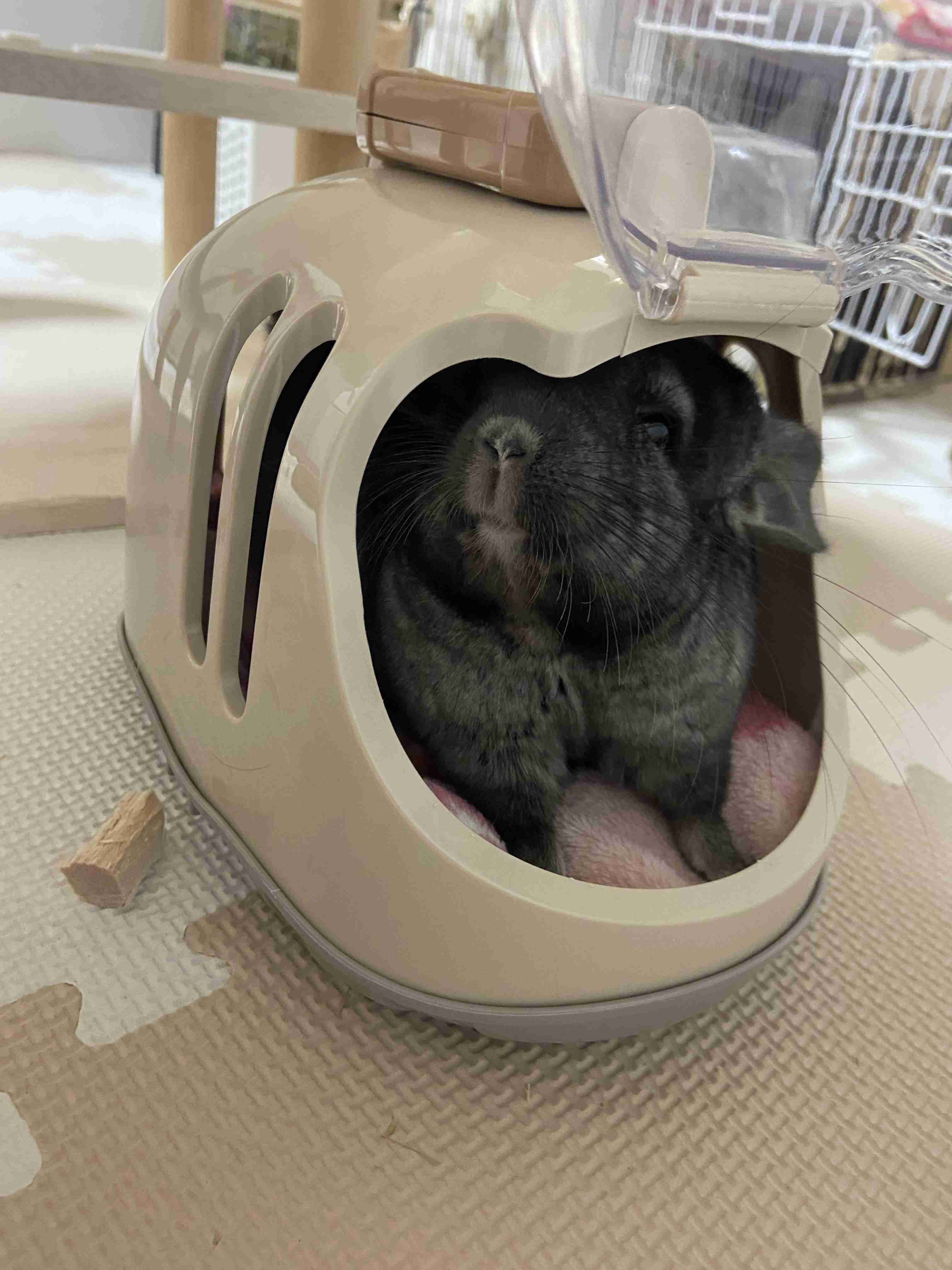 自慢のペット見せて〜!