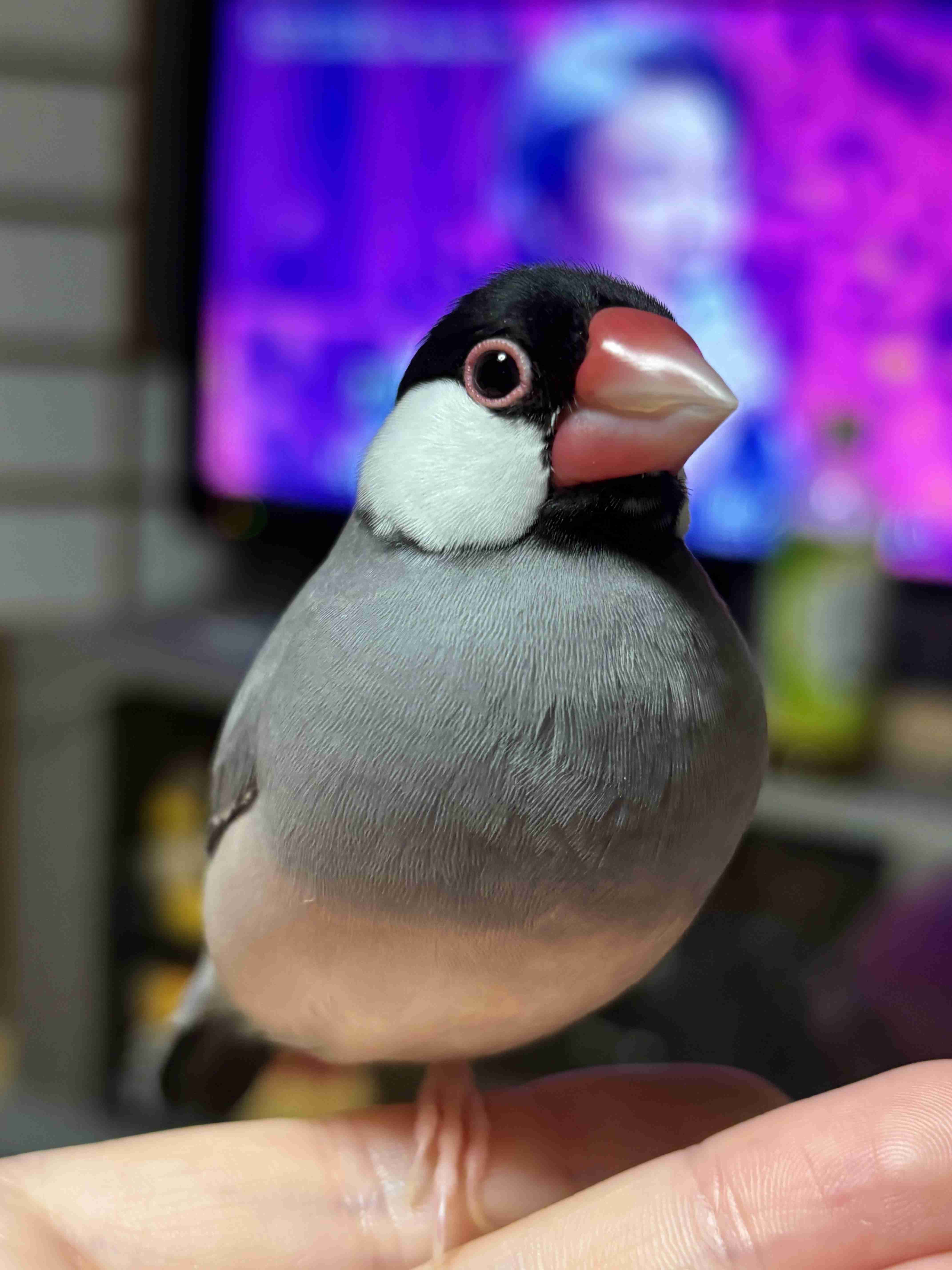 自慢のペット見せて〜!