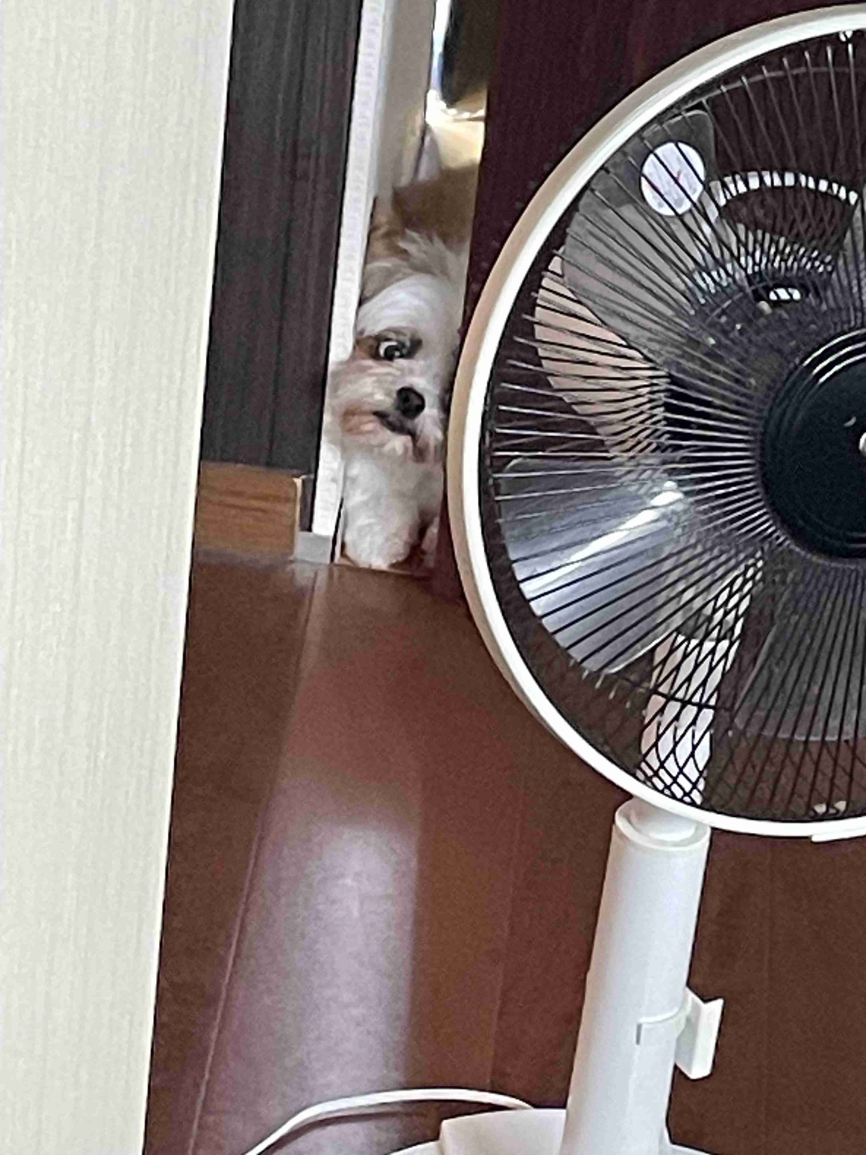 自慢のペット見せて〜!