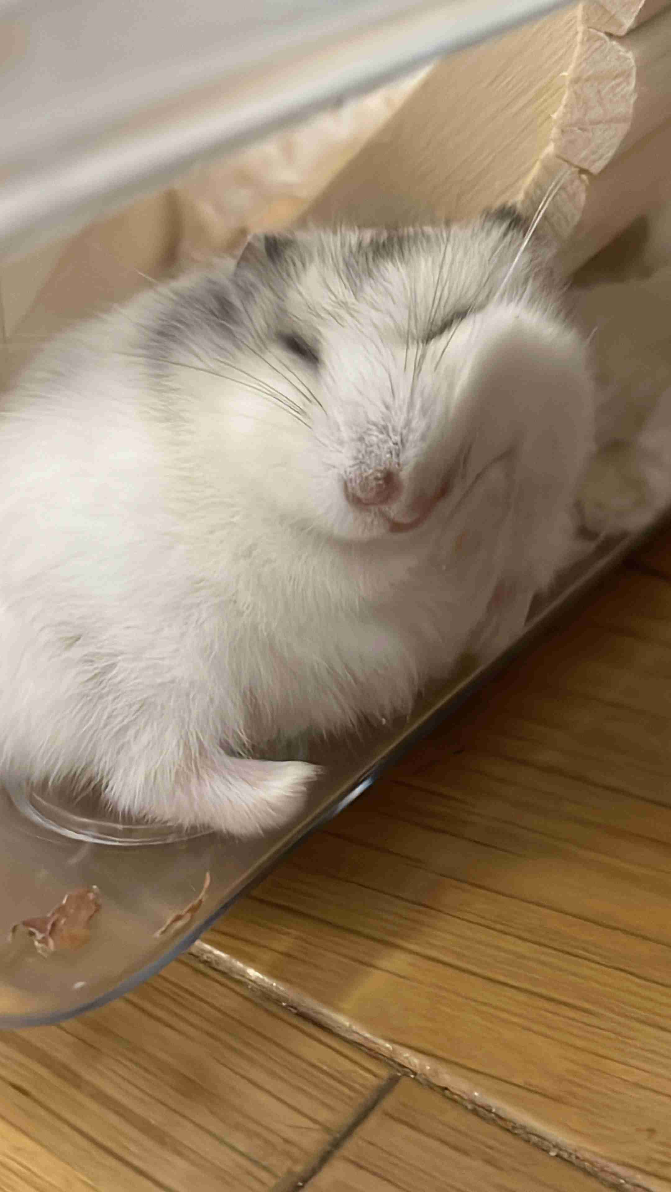自慢のペット見せて〜!