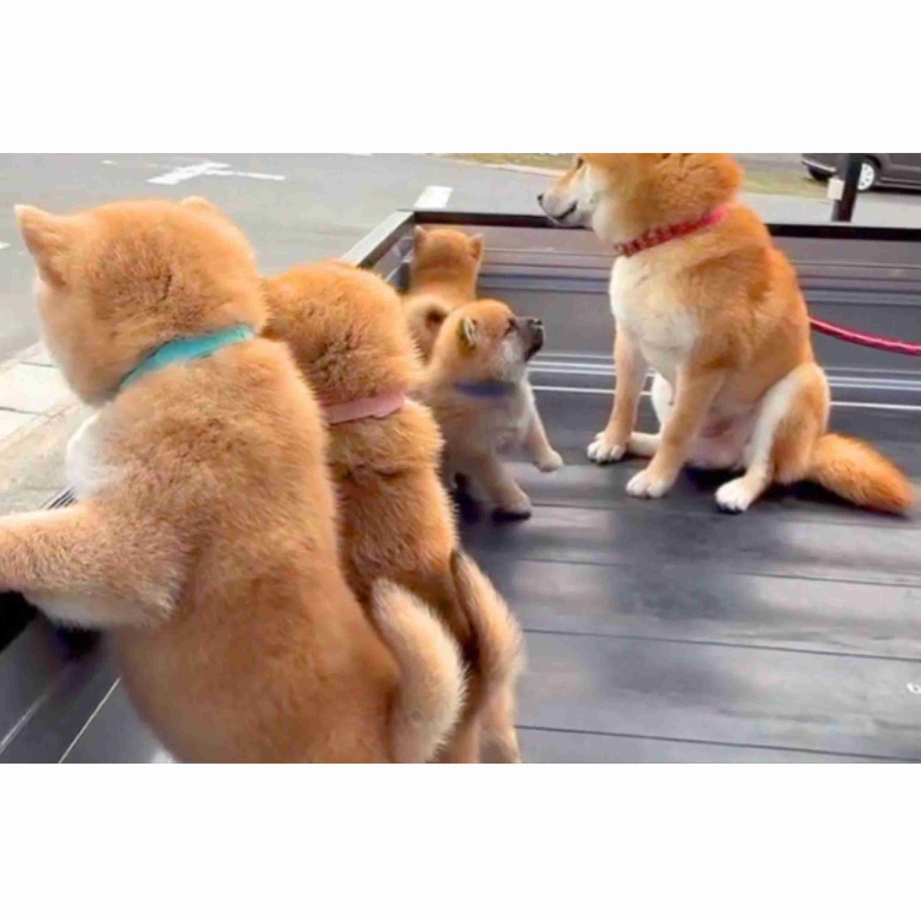自慢のペット見せて〜!