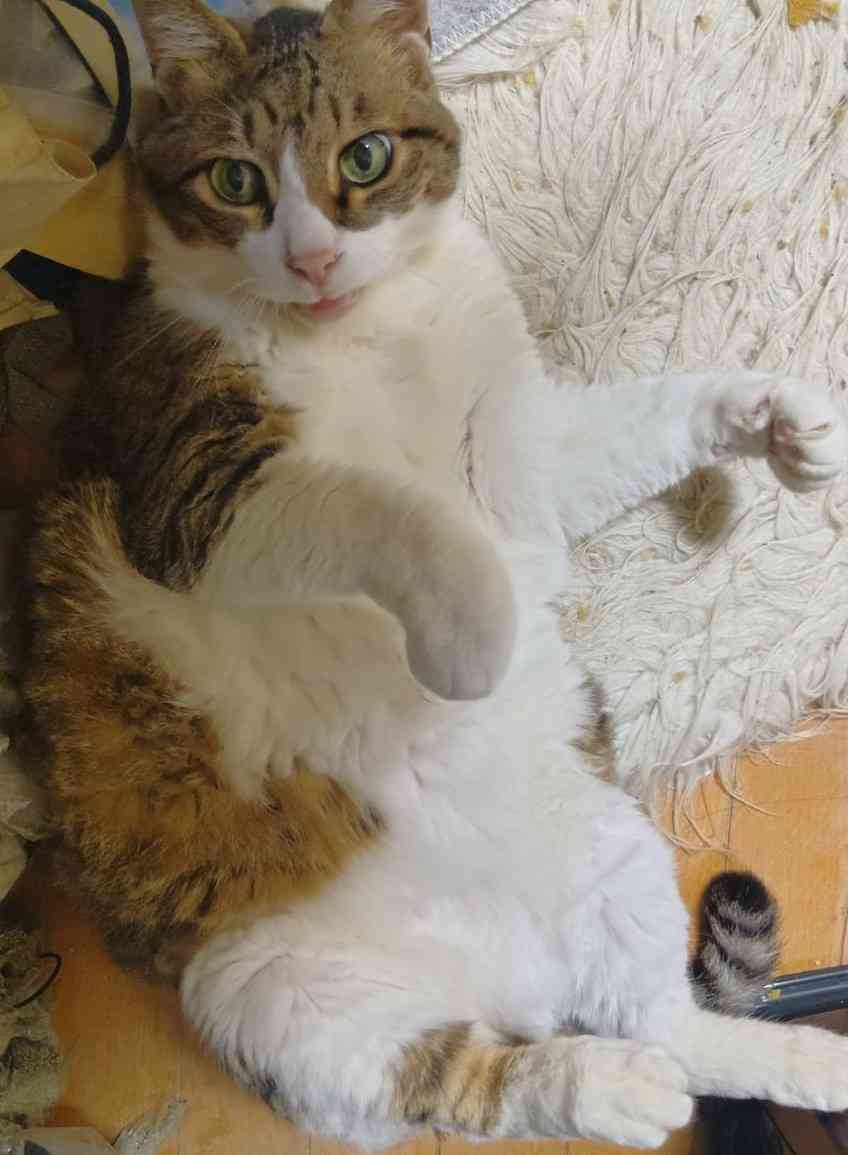 自慢のペット見せて〜!