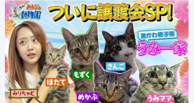 猫飼ってる人あるある