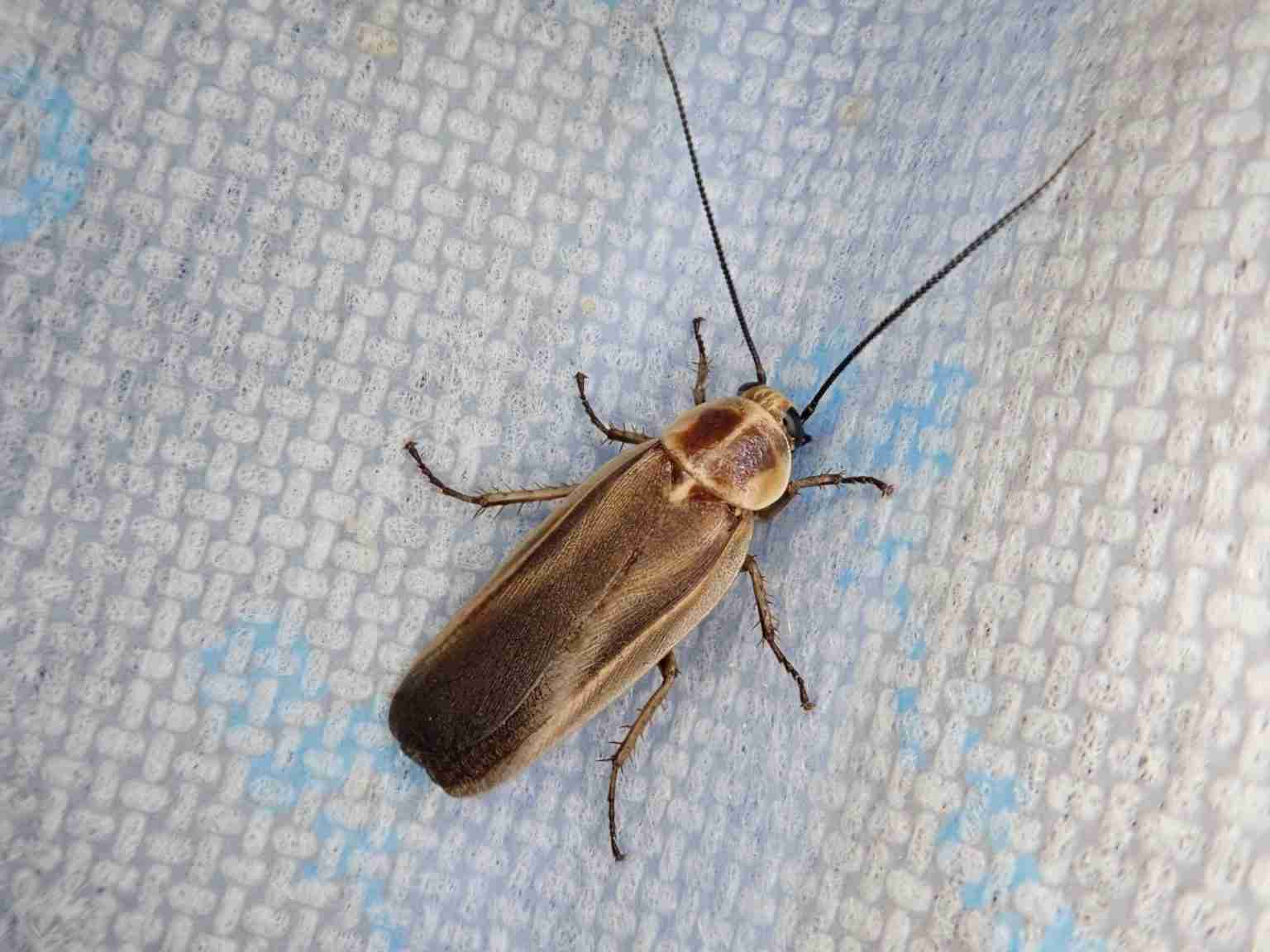 子どもの頃の夏にあったもの