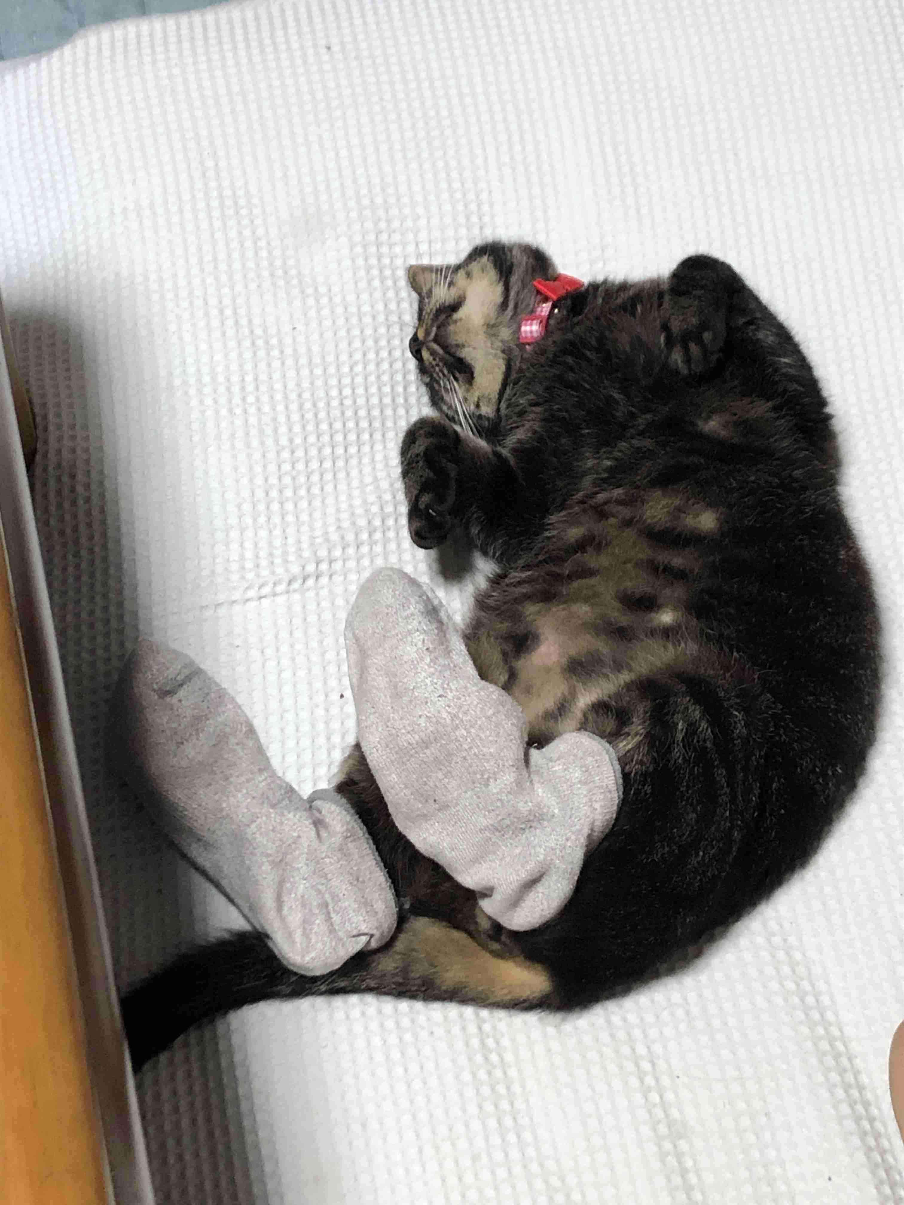 猫飼ってる人、種類はなんですか?