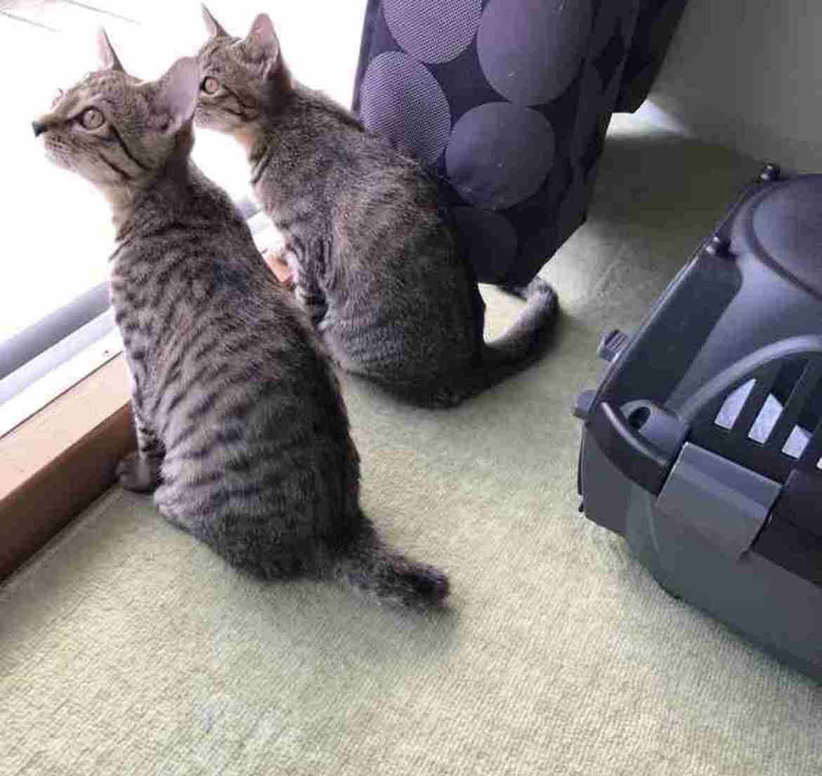 猫飼ってる人、種類はなんですか?