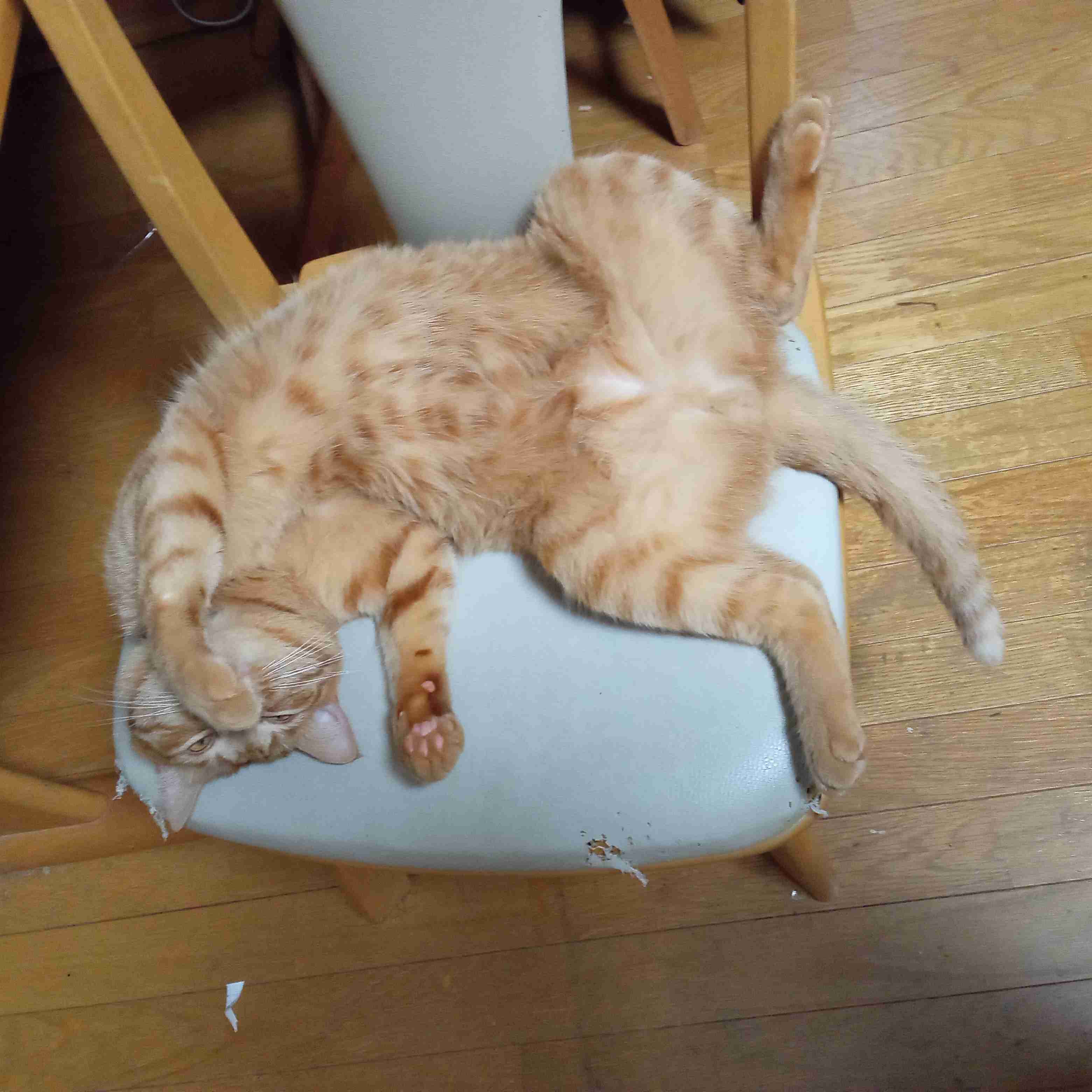 猫飼ってる人、種類はなんですか?