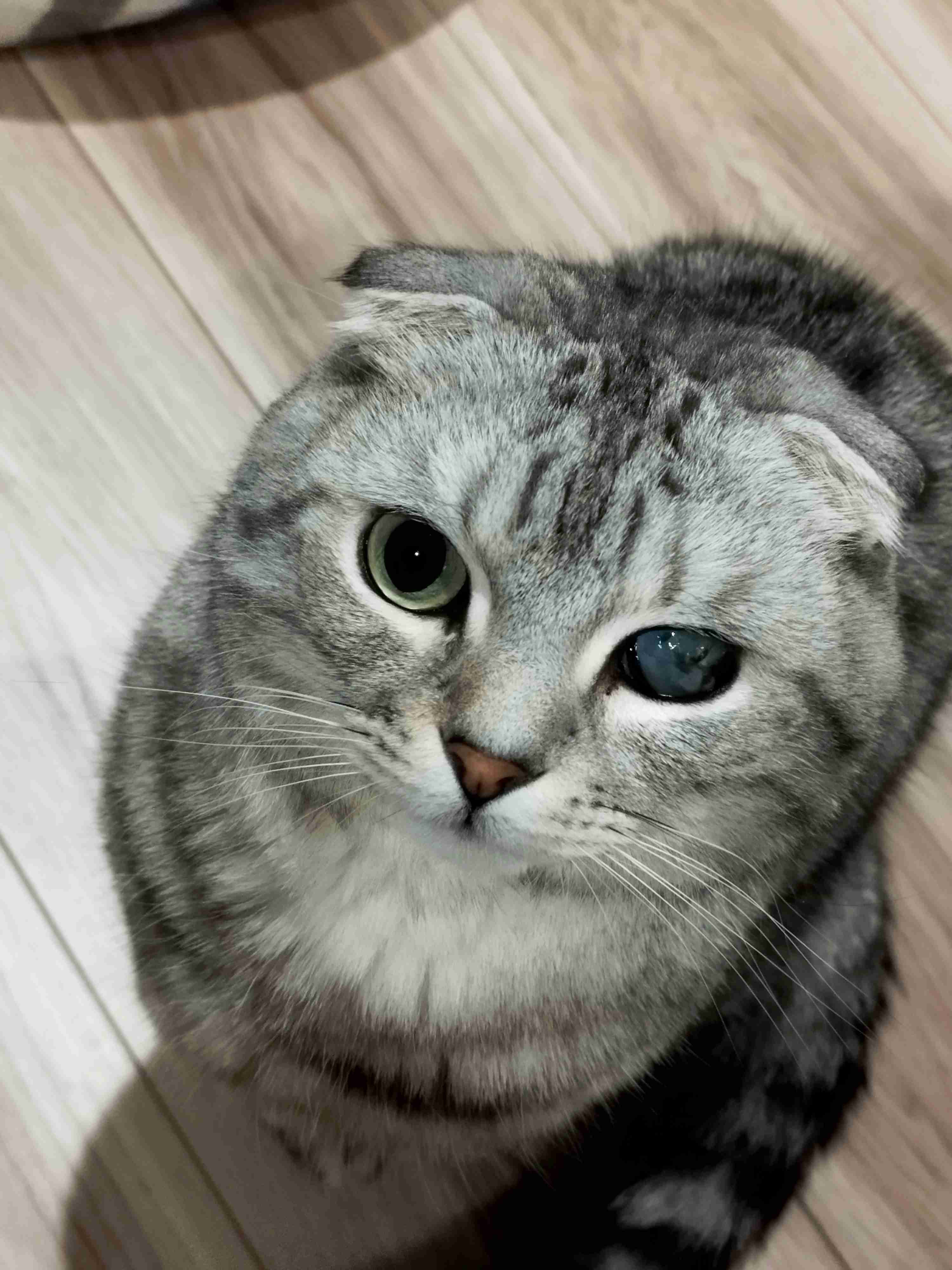 猫飼ってる人、種類はなんですか?