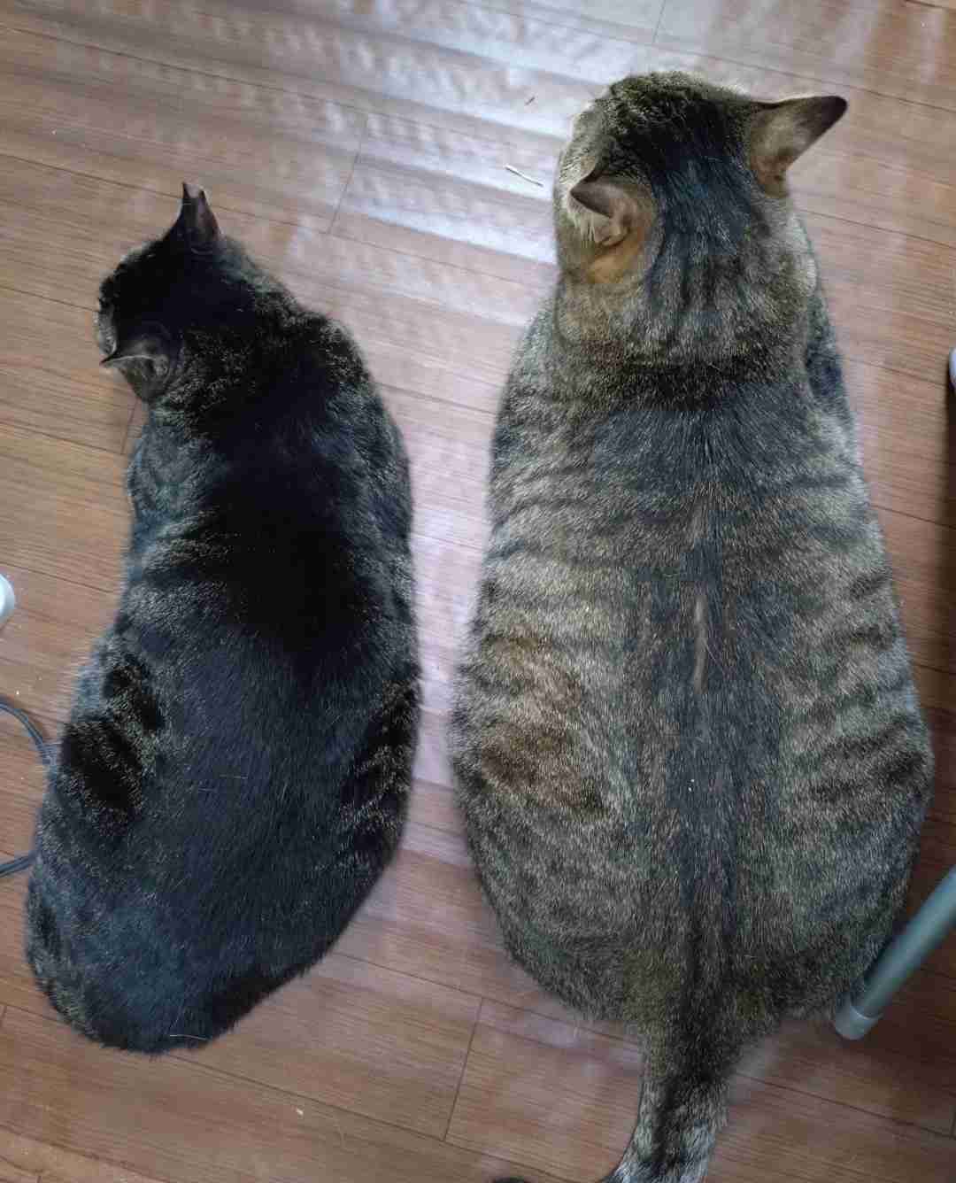 猫飼ってる人、種類はなんですか?