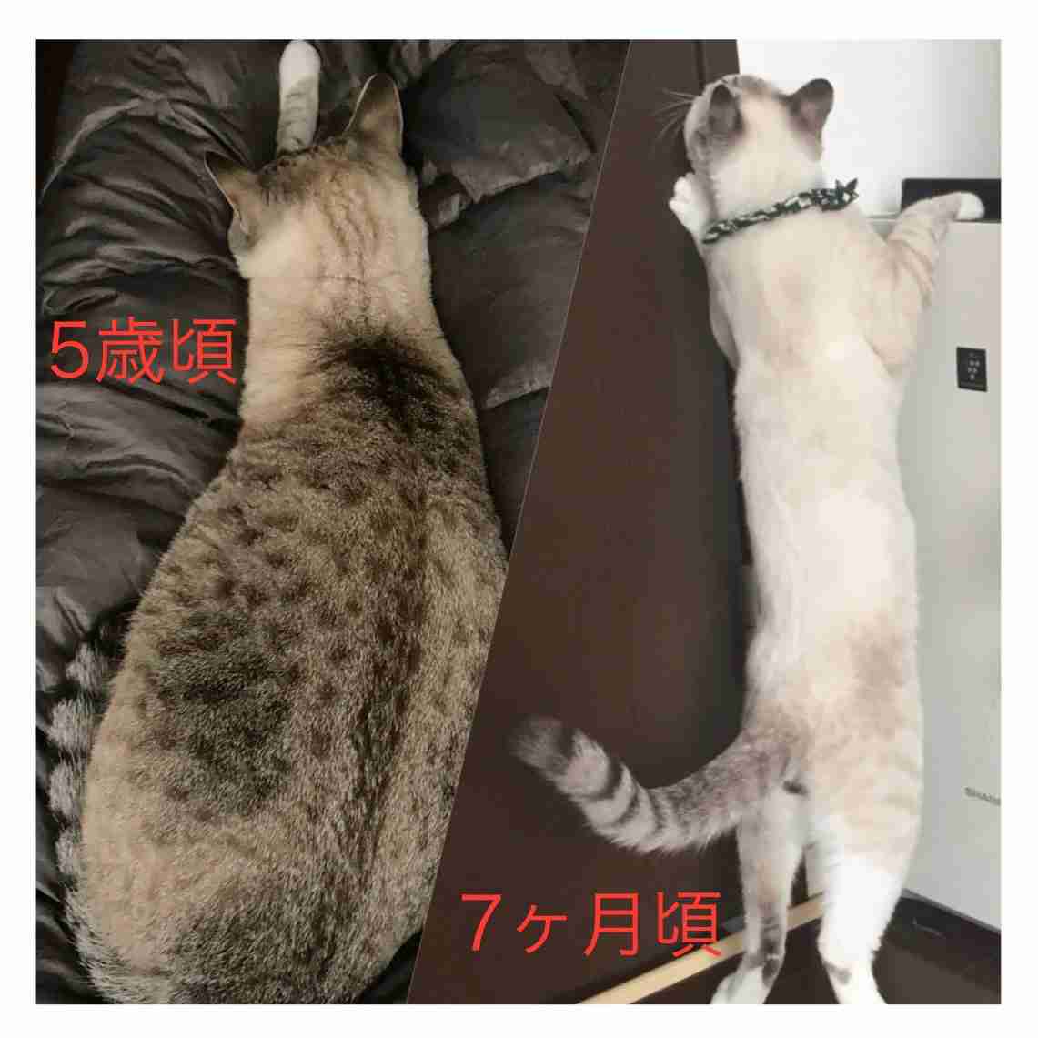 猫飼ってる人、種類はなんですか?