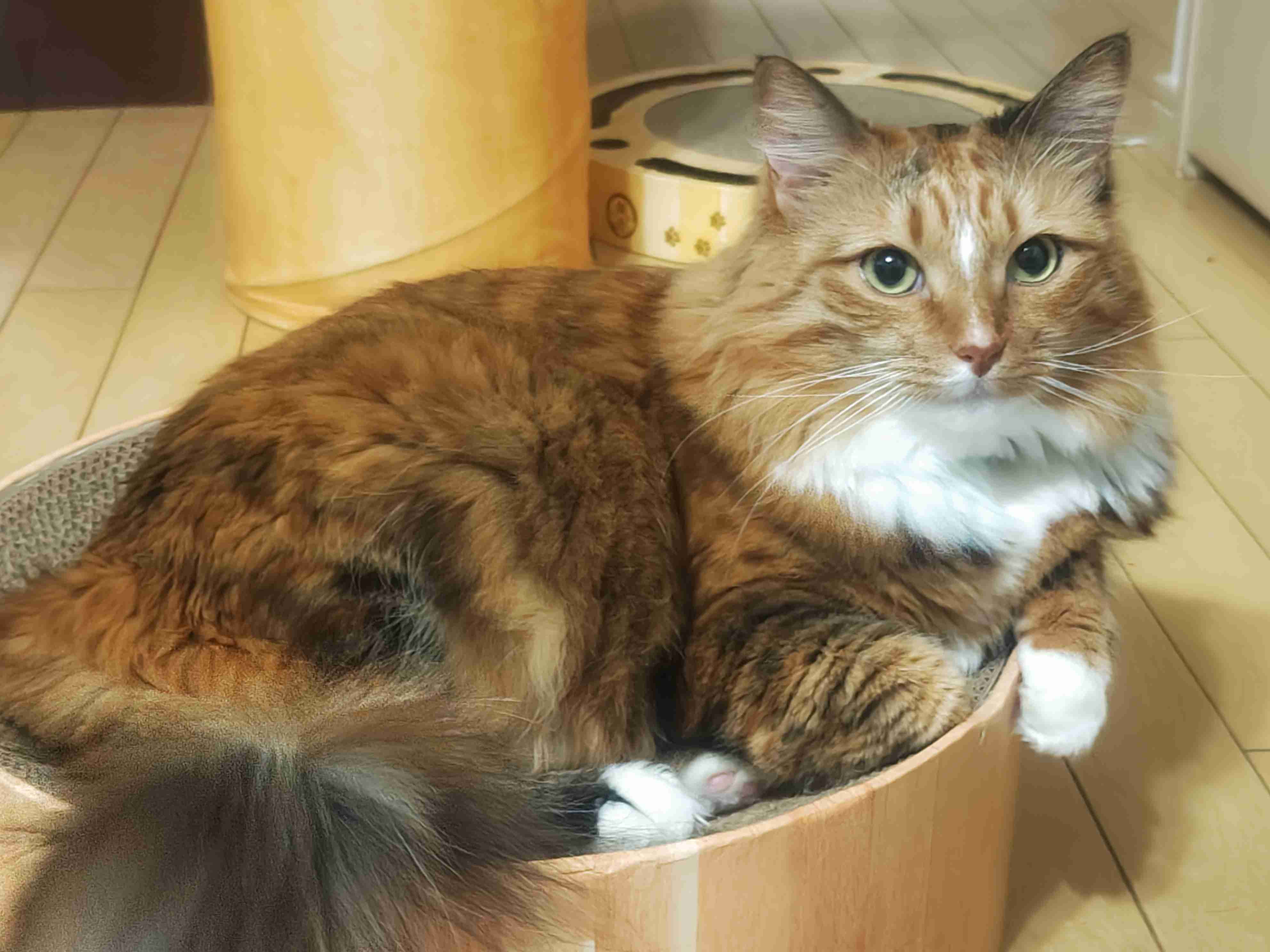 猫飼ってる人、種類はなんですか?