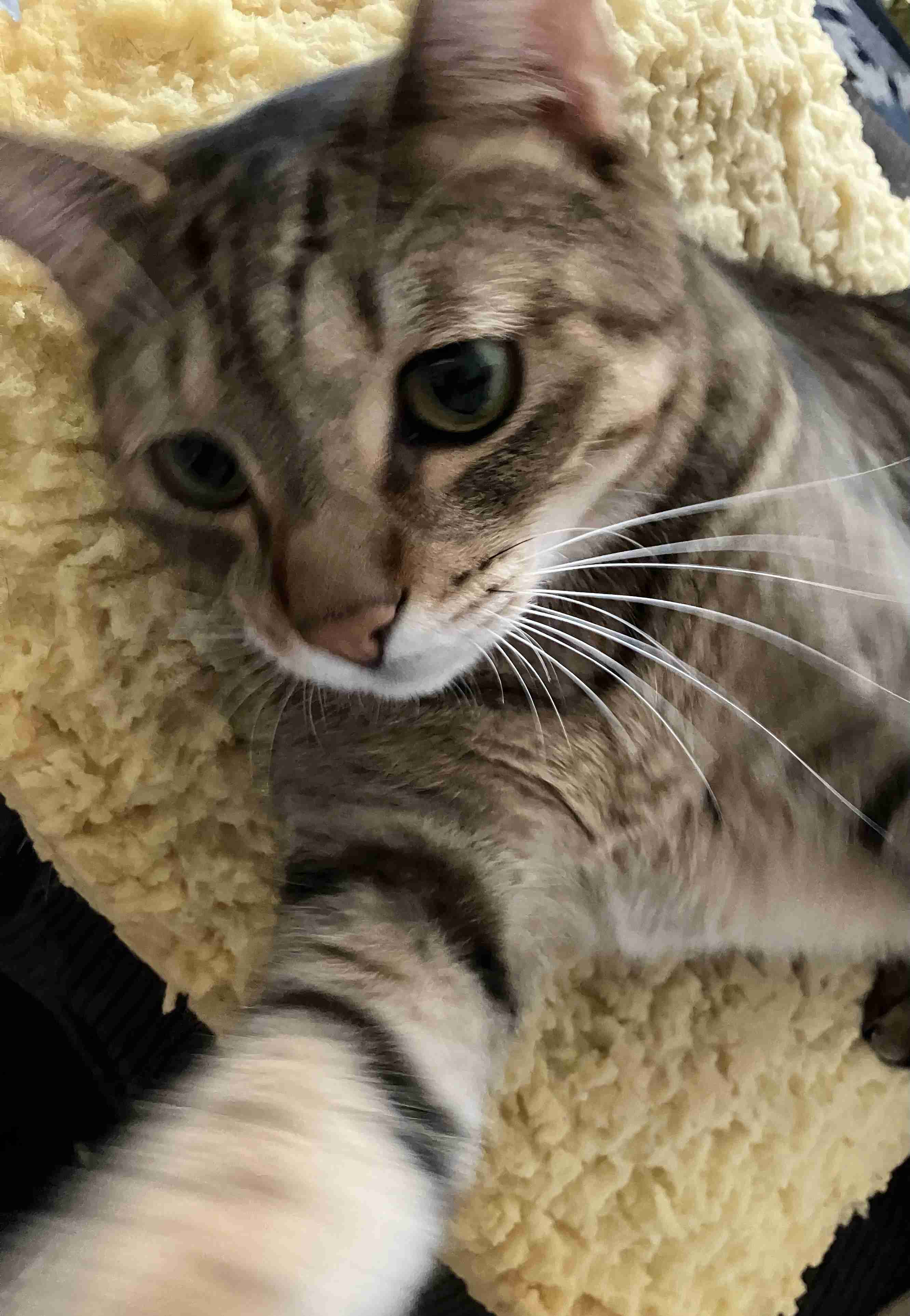 猫飼ってる人、種類はなんですか?
