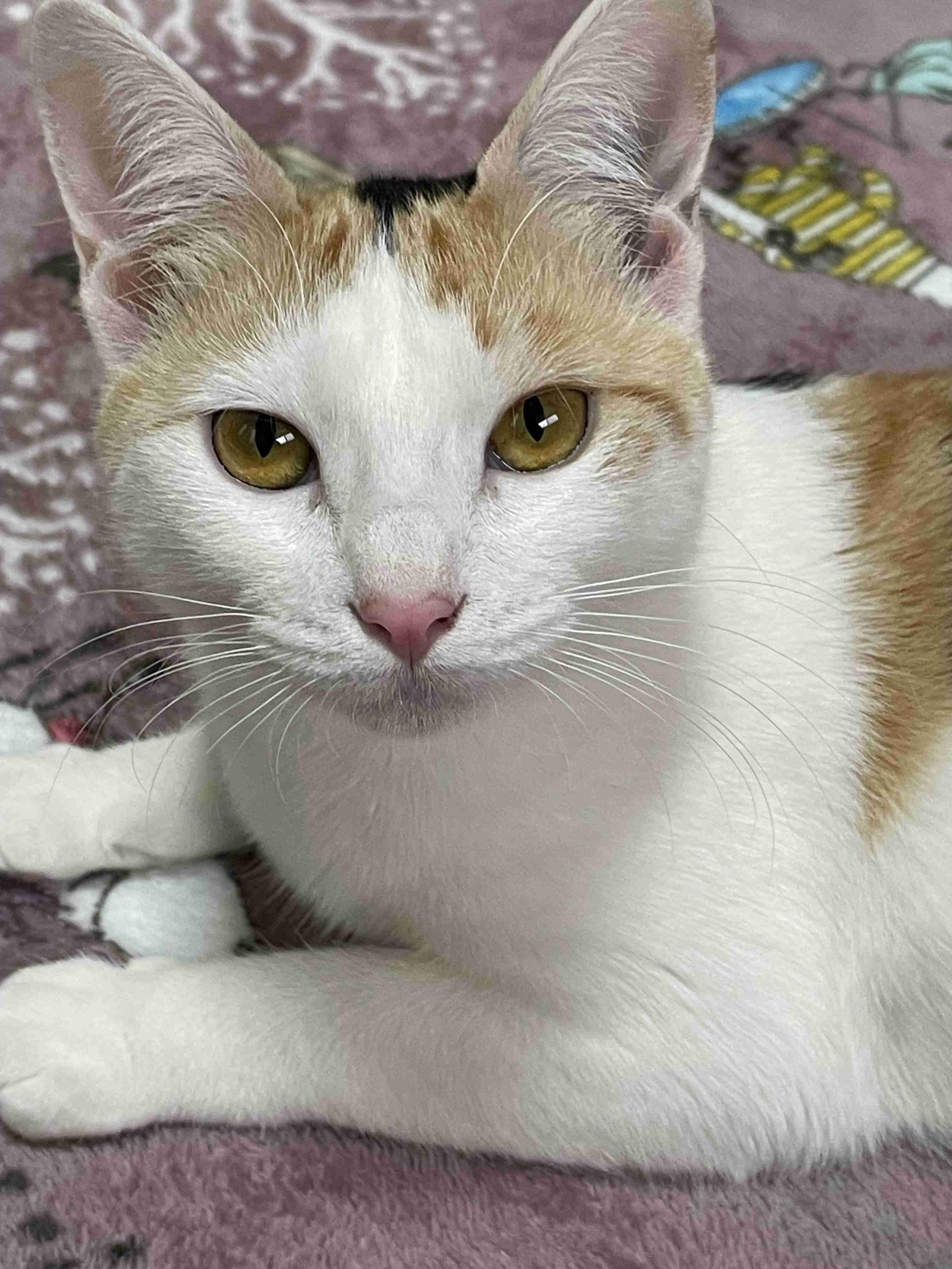 猫飼ってる人、種類はなんですか?
