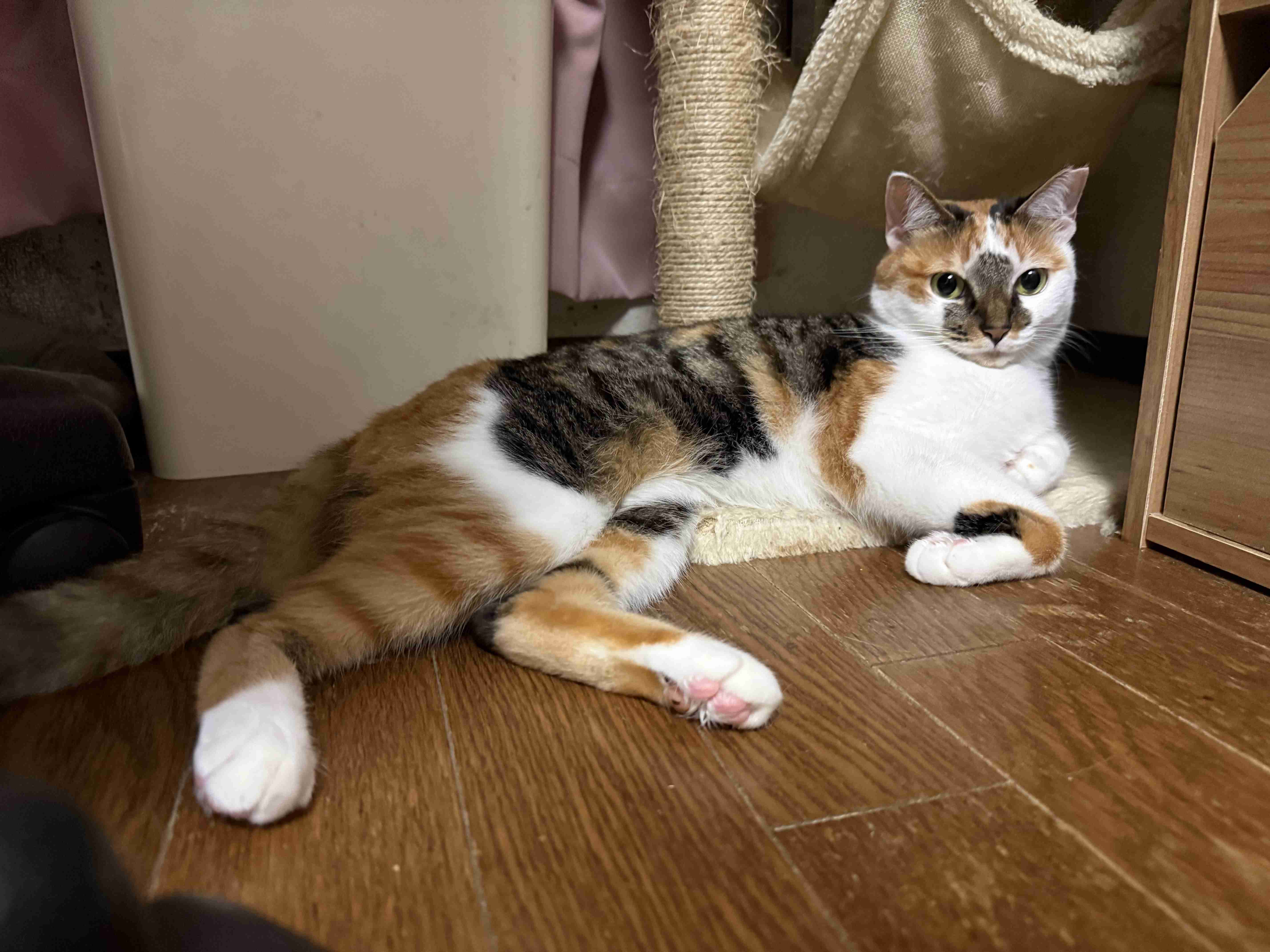 猫飼ってる人、種類はなんですか?