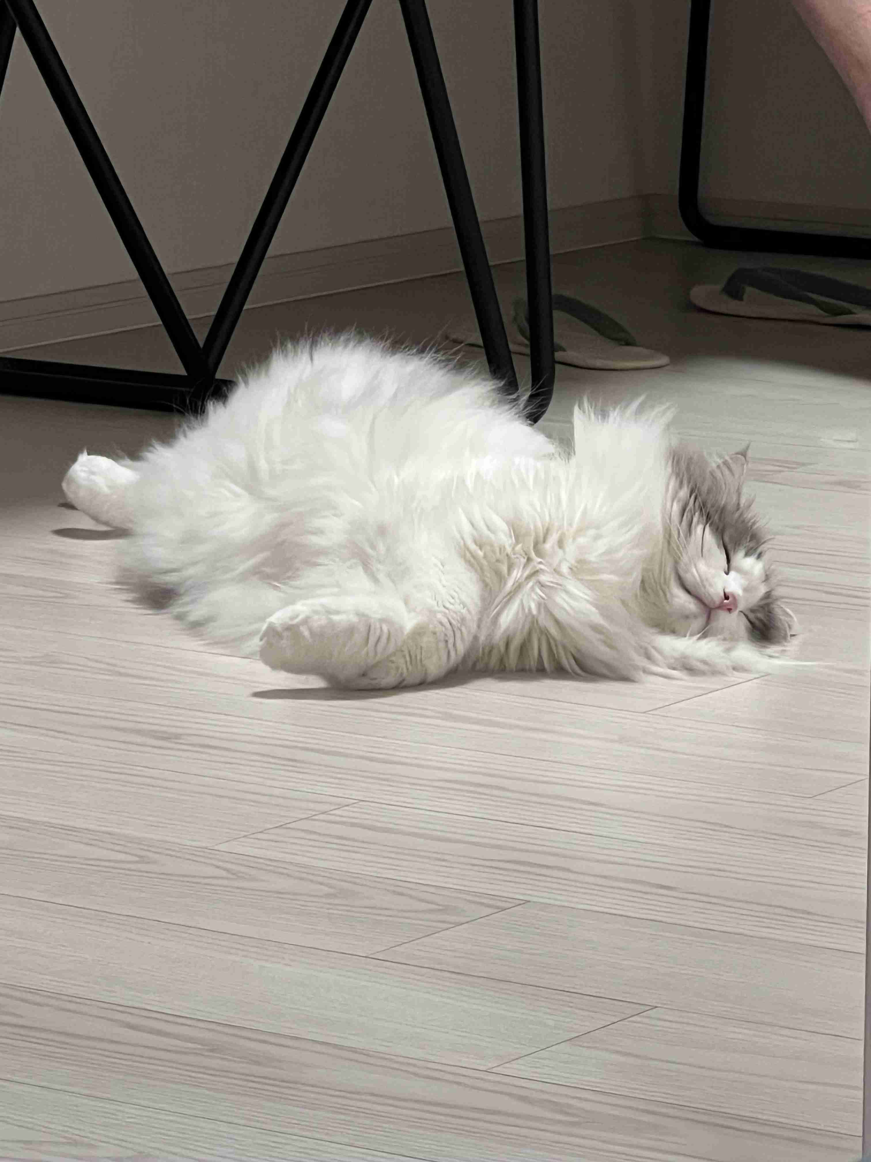 猫飼ってる人、種類はなんですか?
