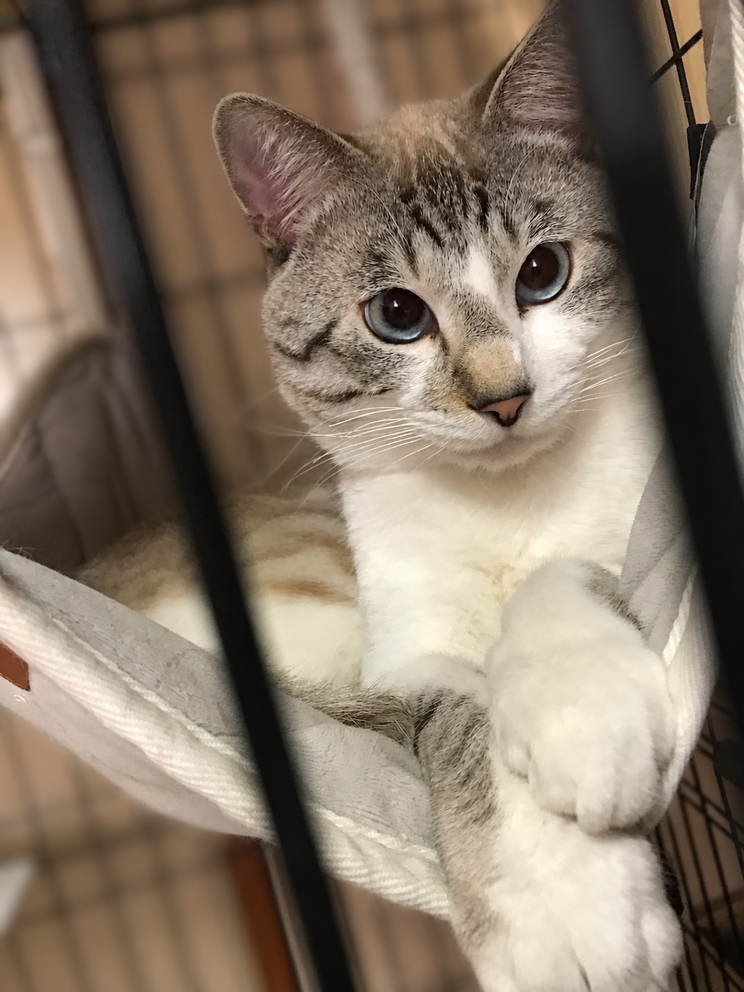 猫飼ってる人、種類はなんですか?