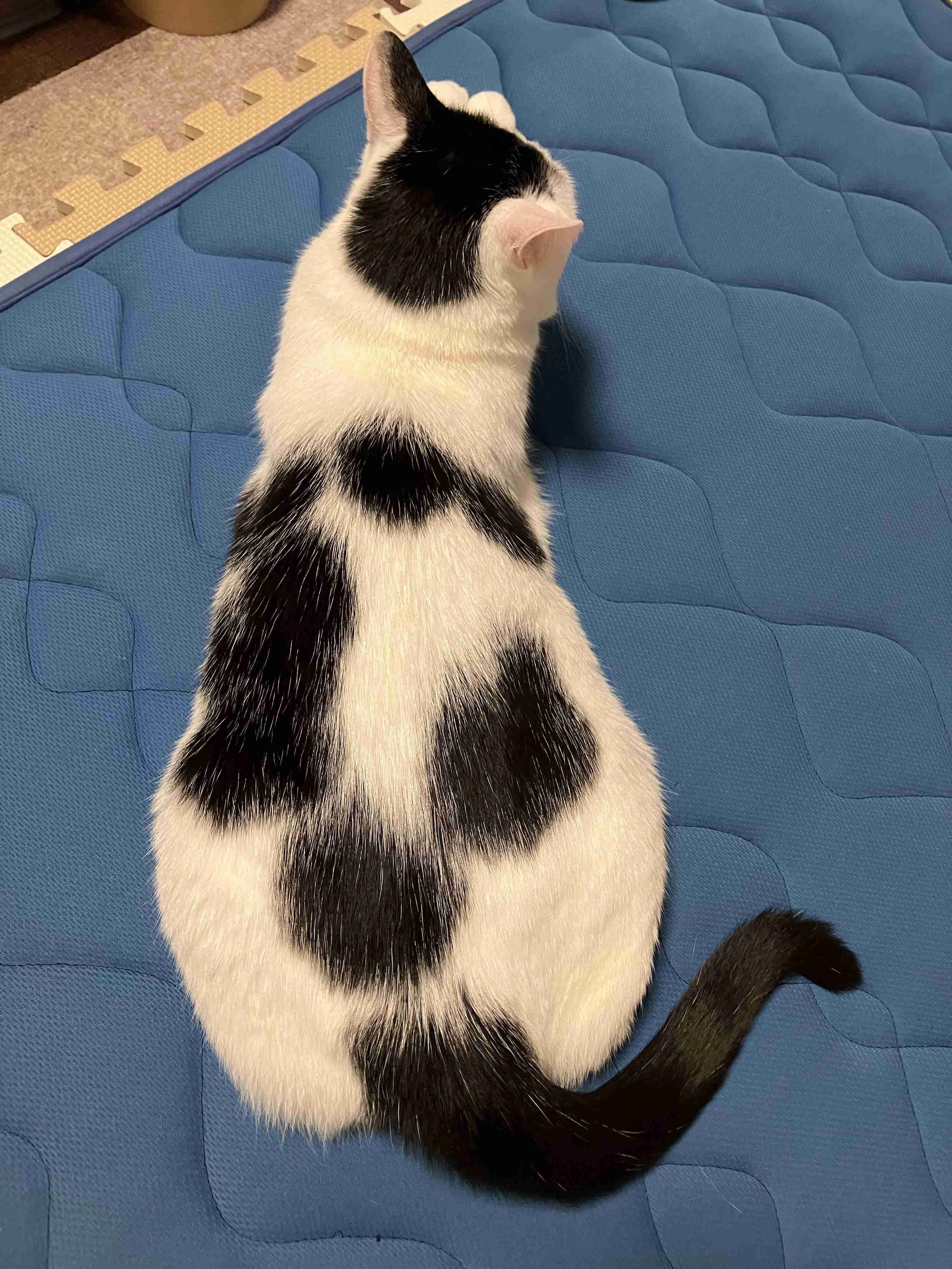 猫飼ってる人、種類はなんですか?