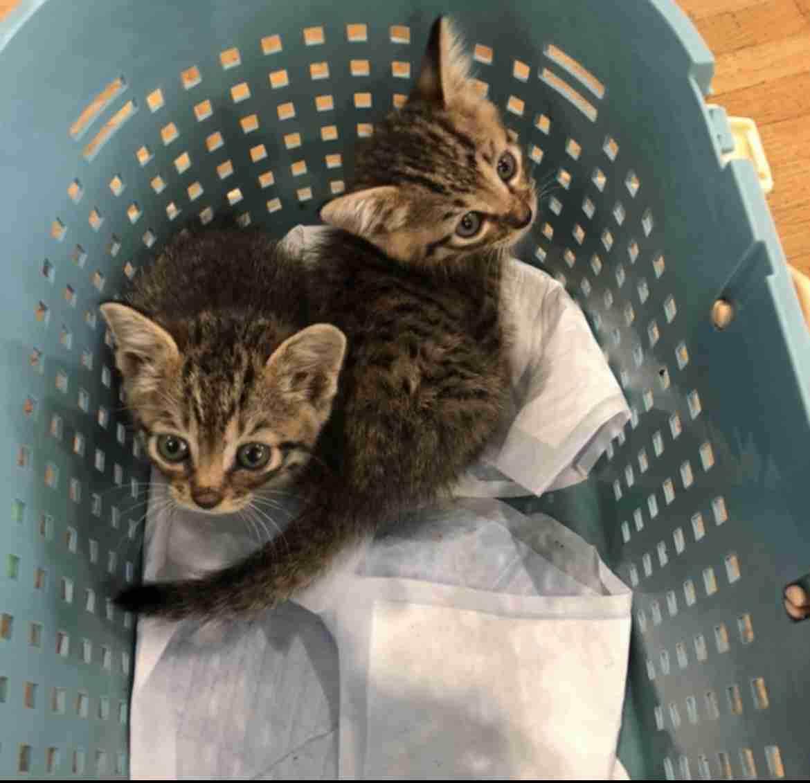 猫飼ってる人、種類はなんですか?