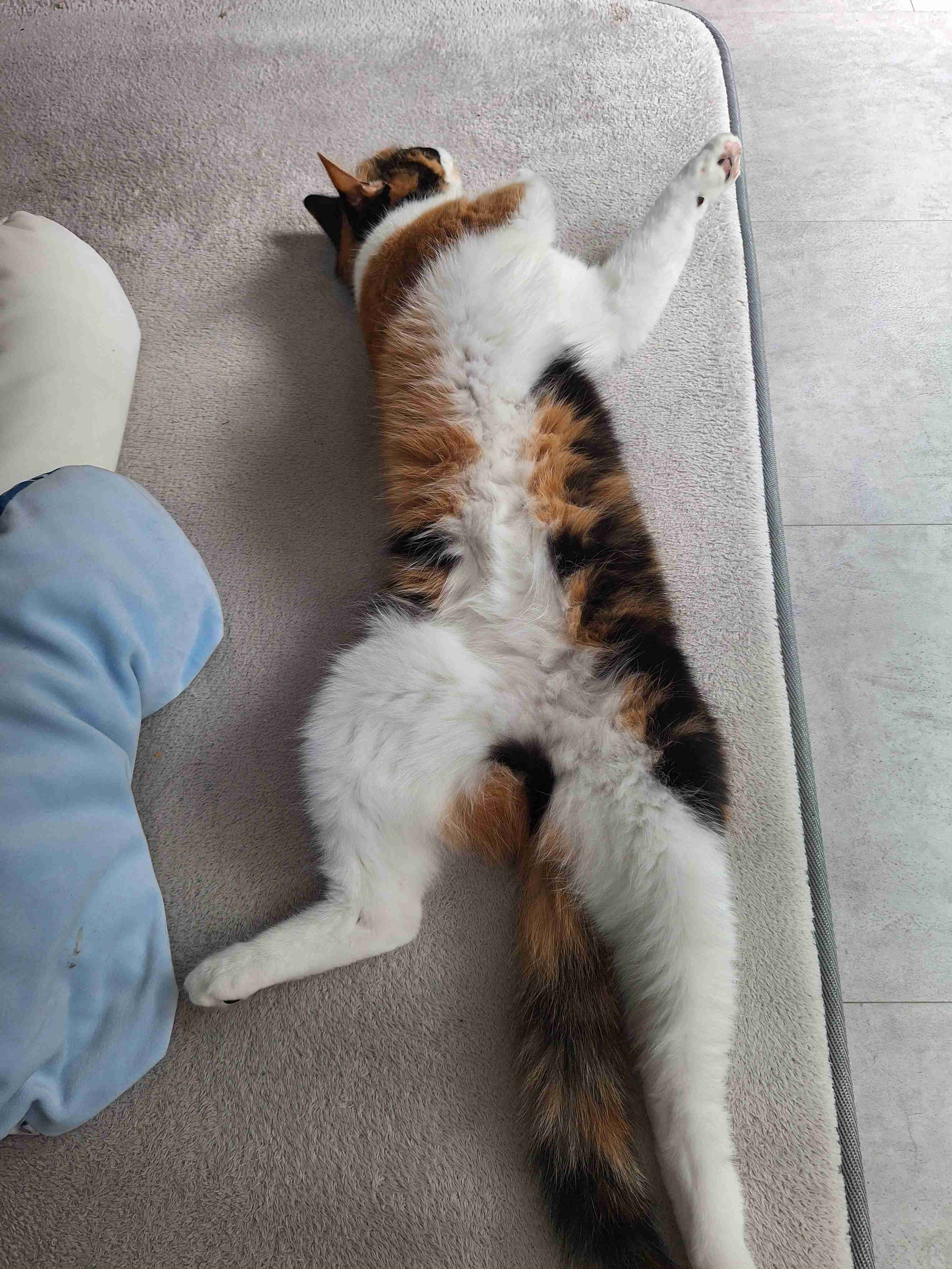 猫飼ってる人、種類はなんですか?