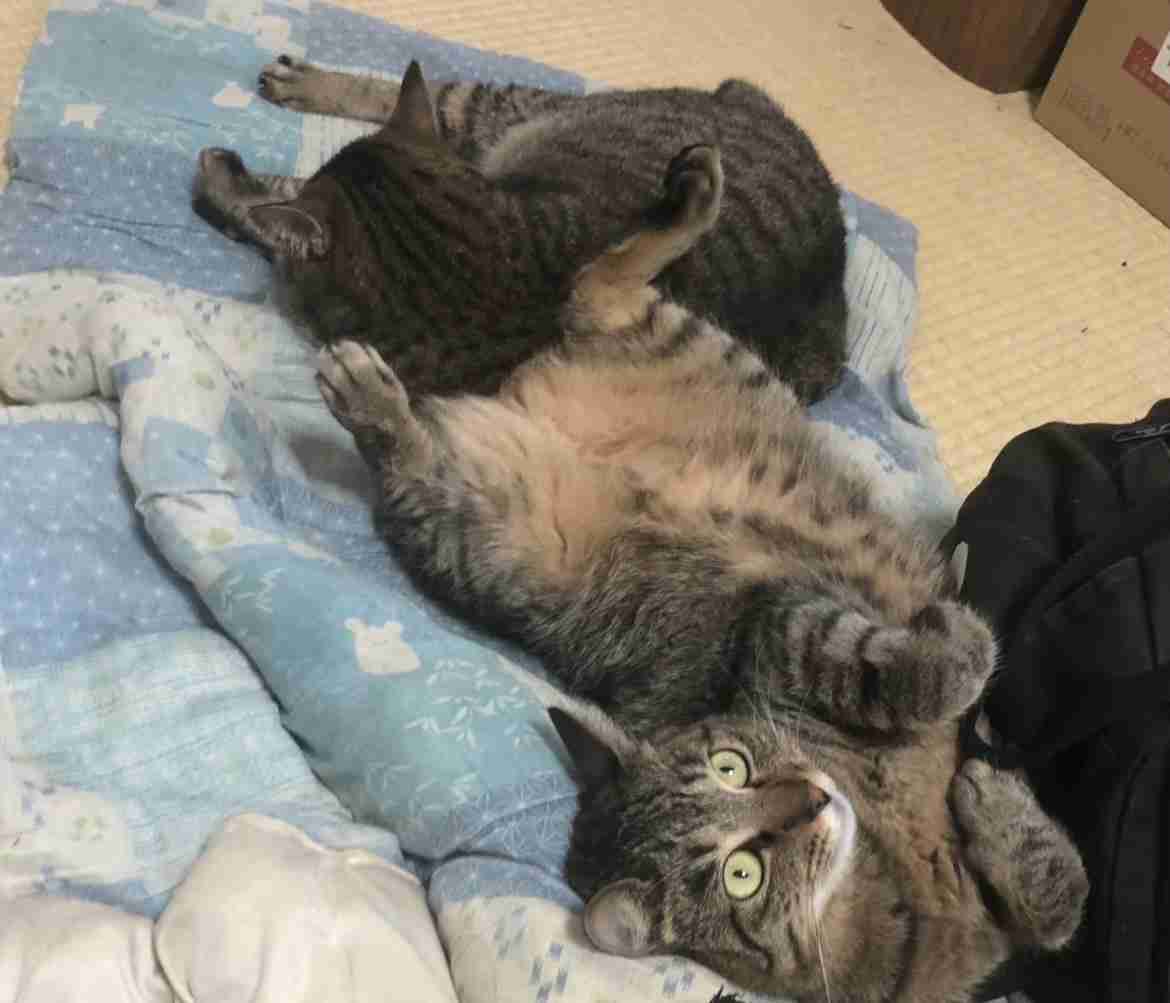 猫飼ってる人、種類はなんですか?