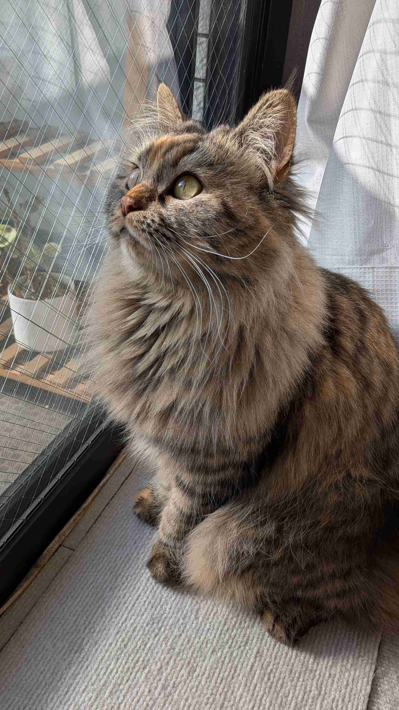 猫飼ってる人、種類はなんですか?