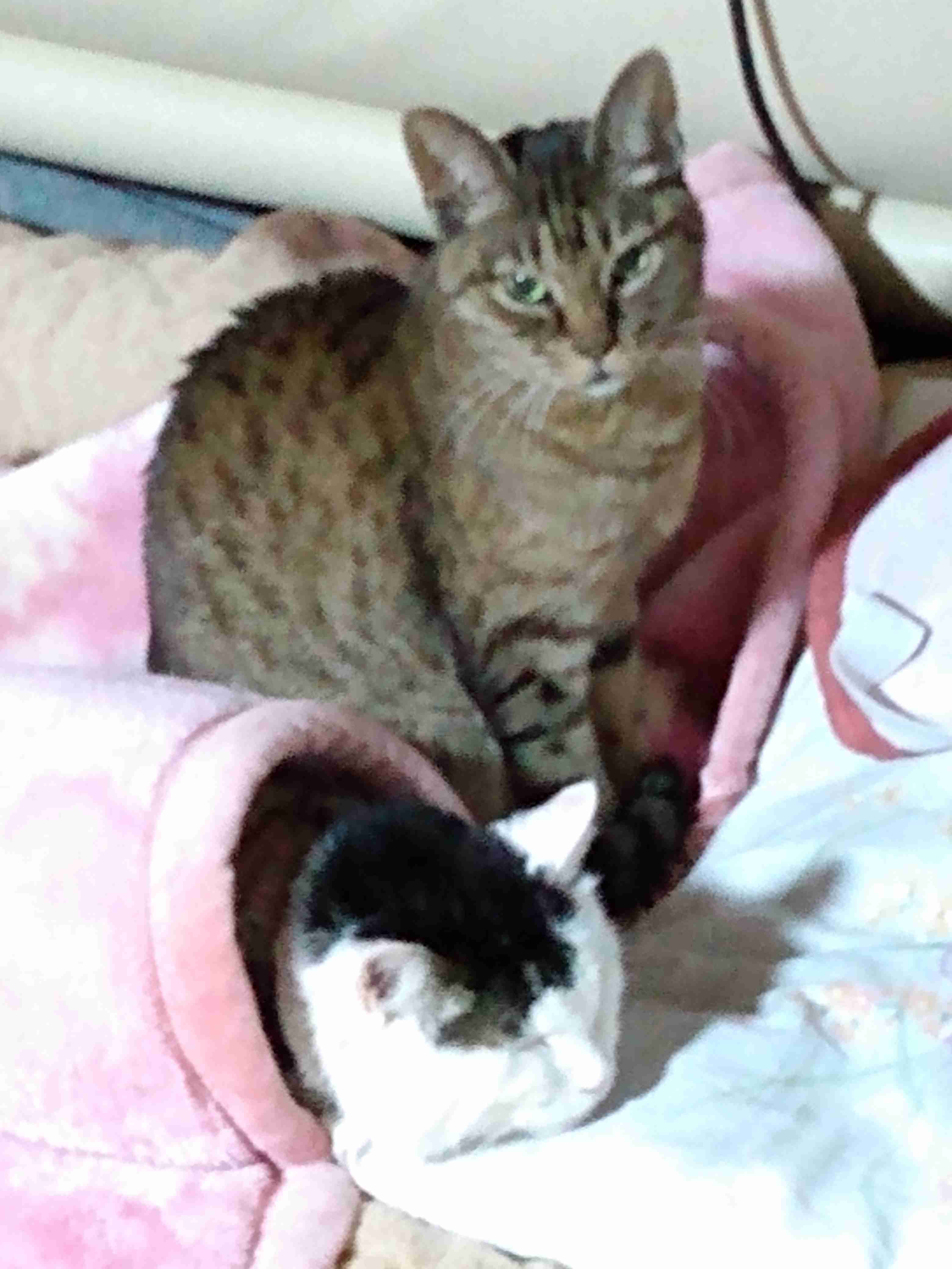 猫飼ってる人、種類はなんですか?