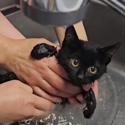 猫飼ってる人、種類はなんですか?