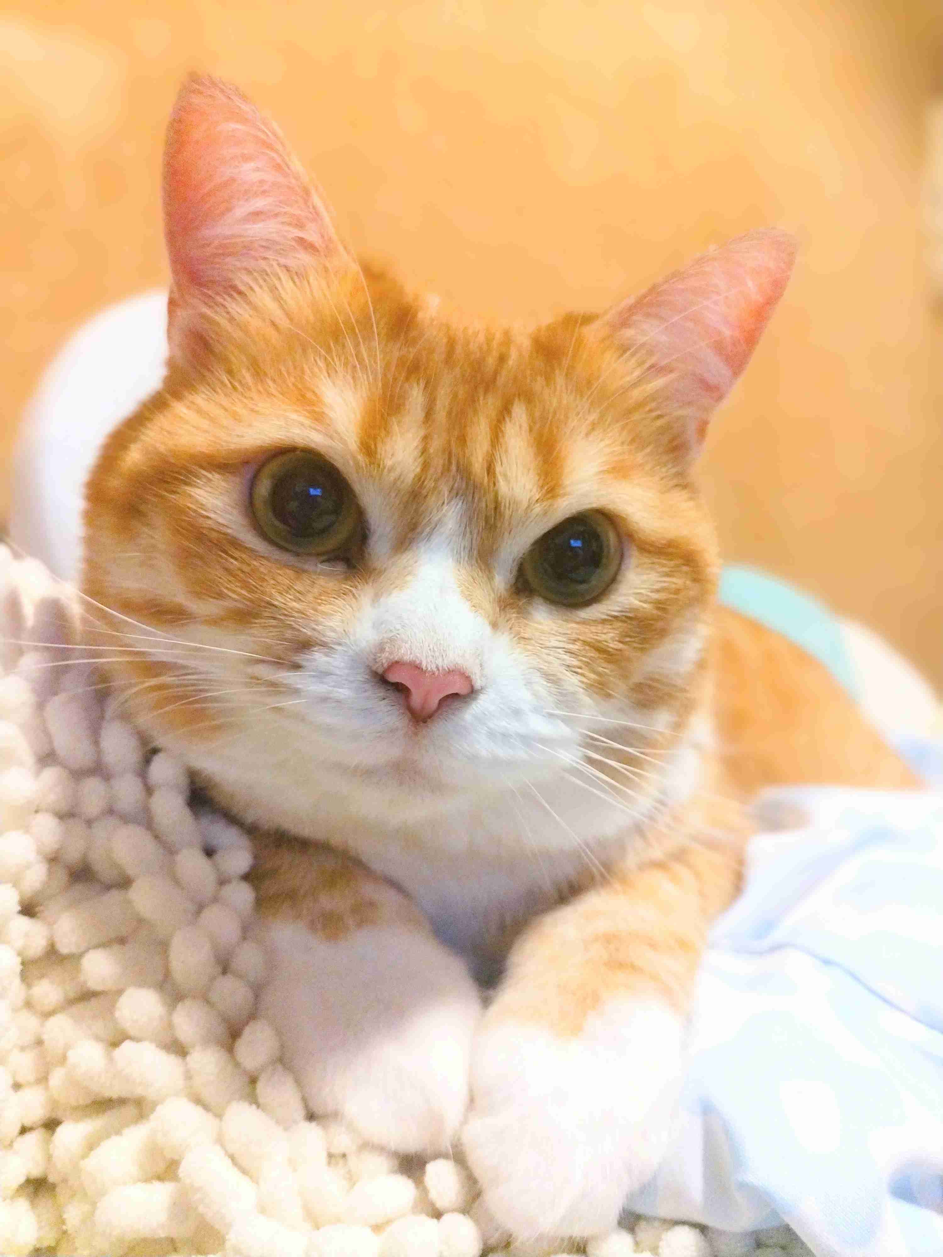 猫飼ってる人、種類はなんですか?