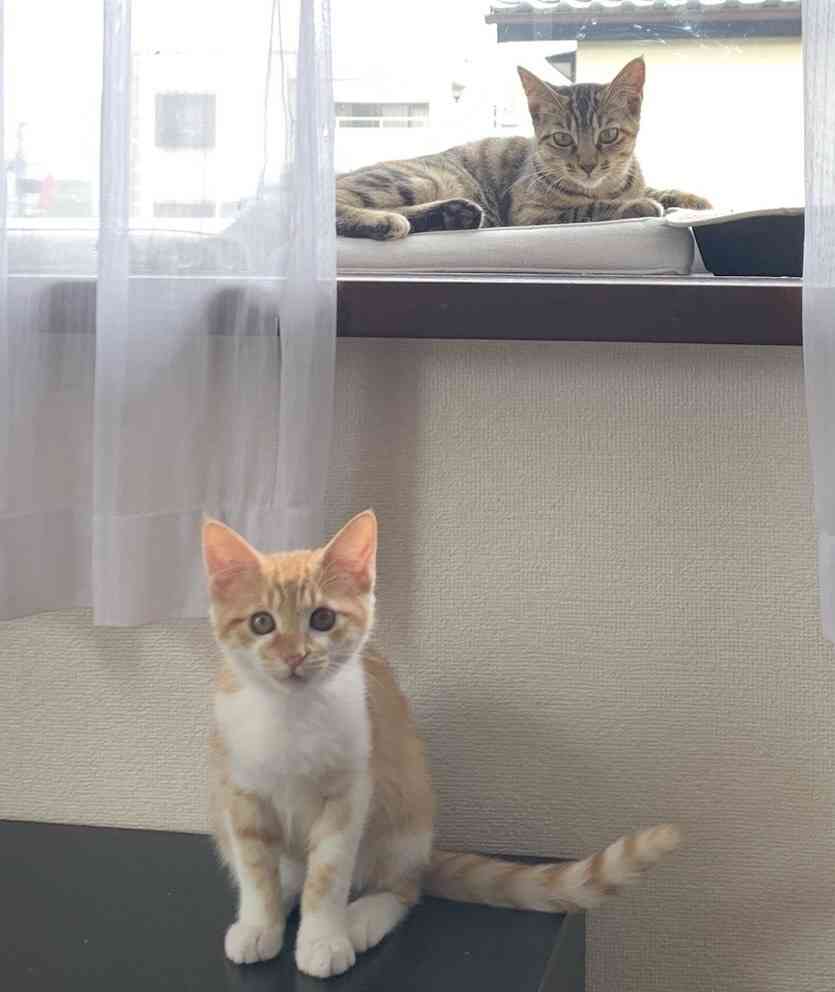 猫飼ってる人、種類はなんですか?