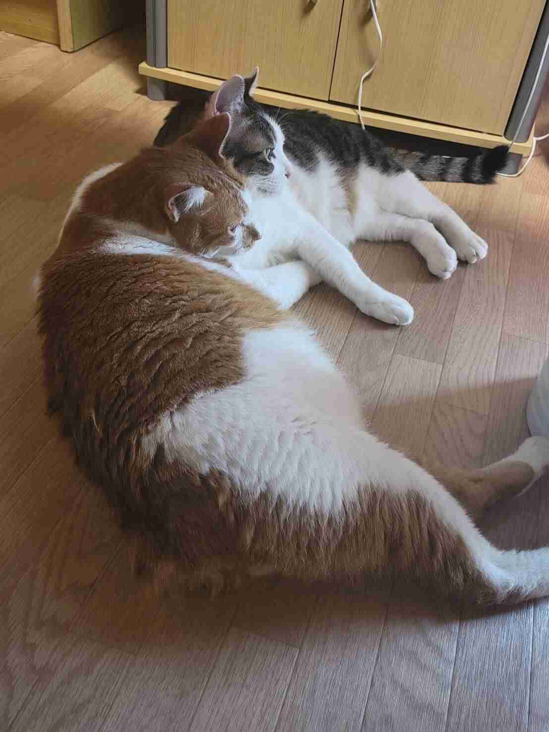 猫飼ってる人、種類はなんですか?