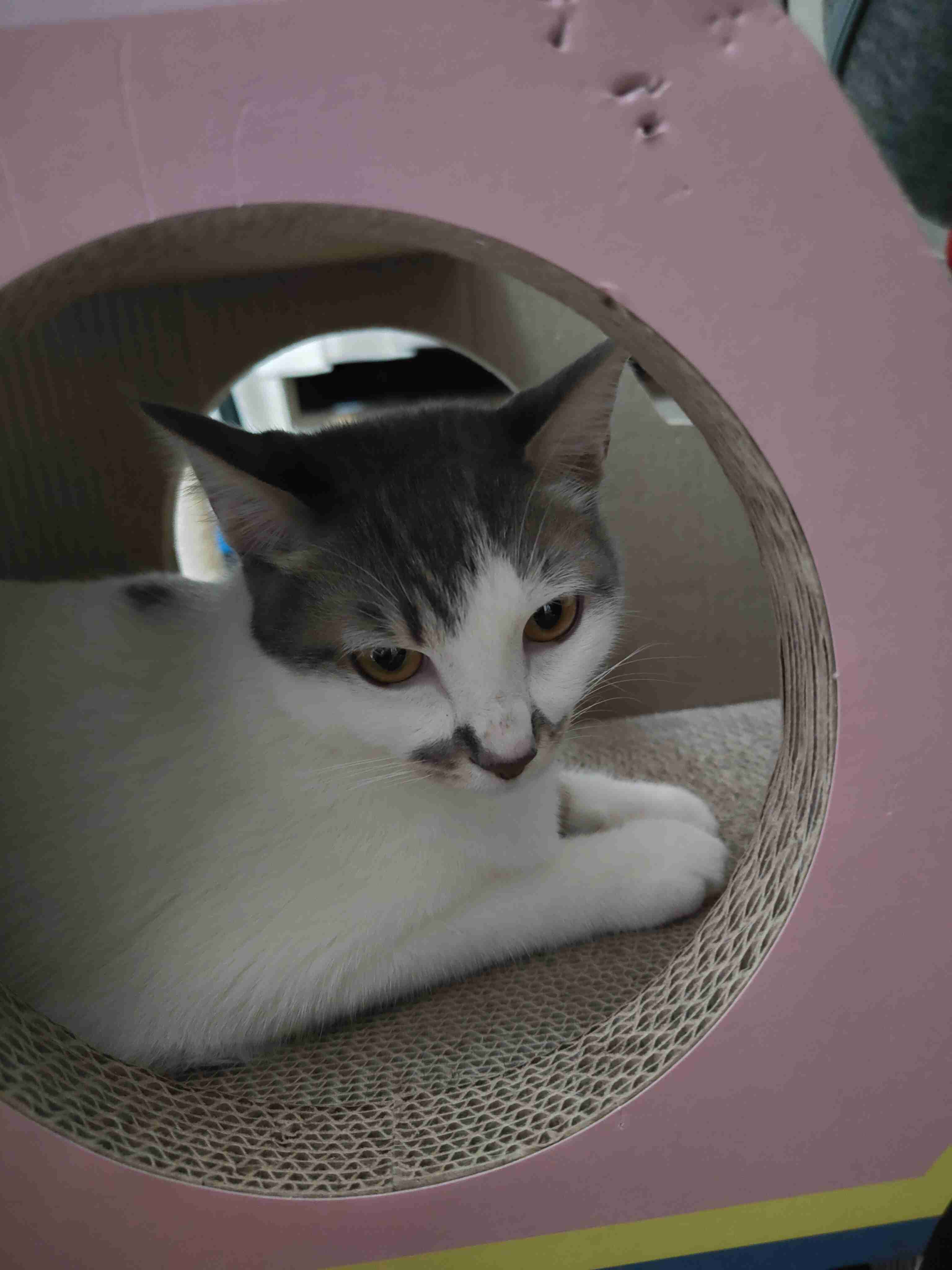 猫飼ってる人、種類はなんですか?