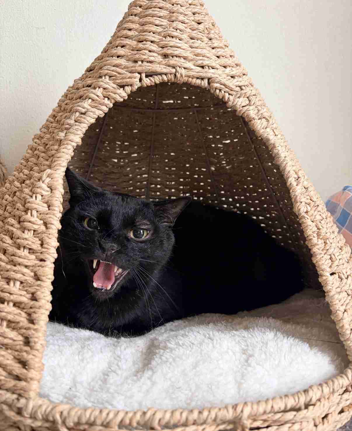 猫飼ってる人、種類はなんですか?
