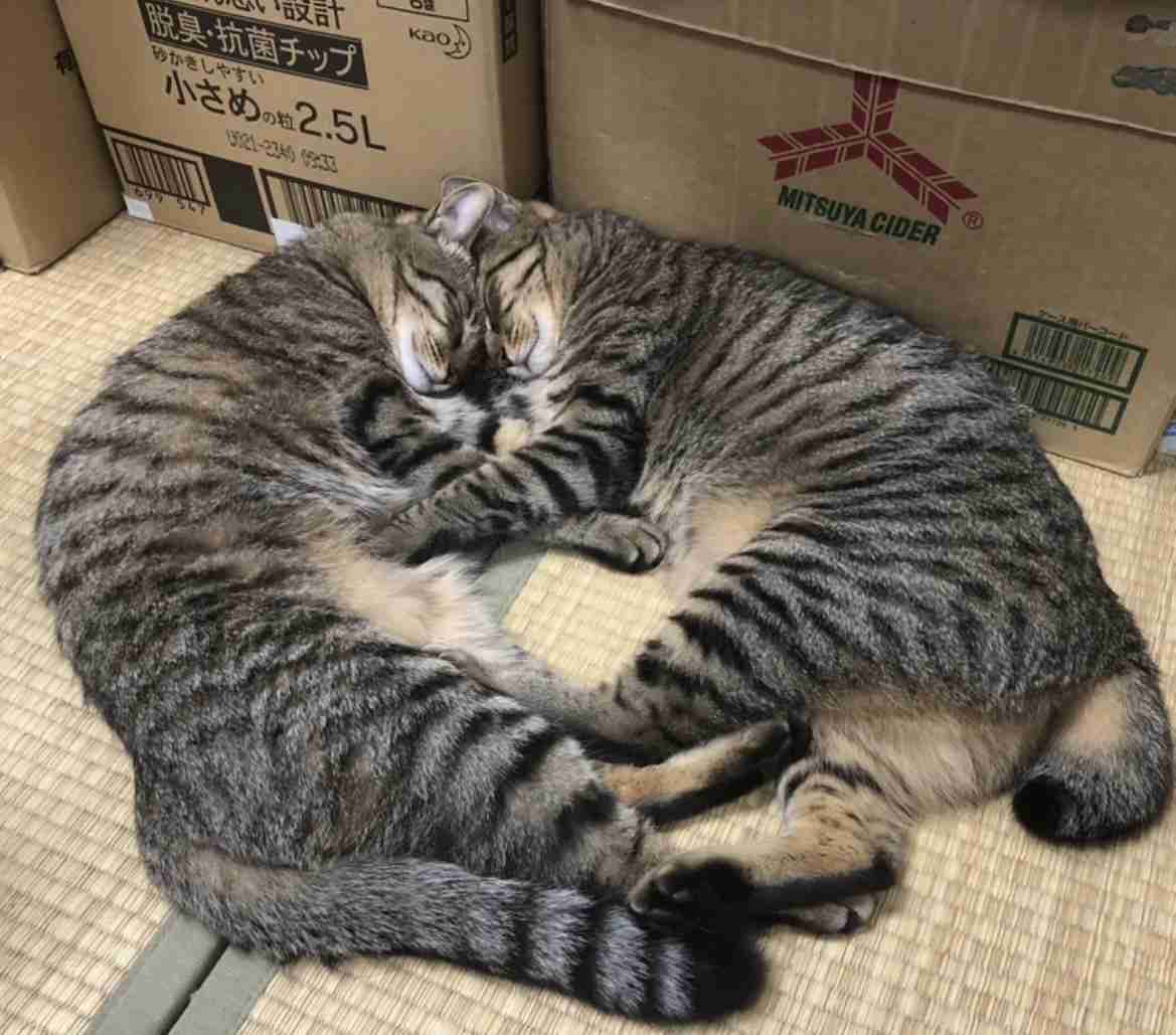 猫飼ってる人、種類はなんですか?