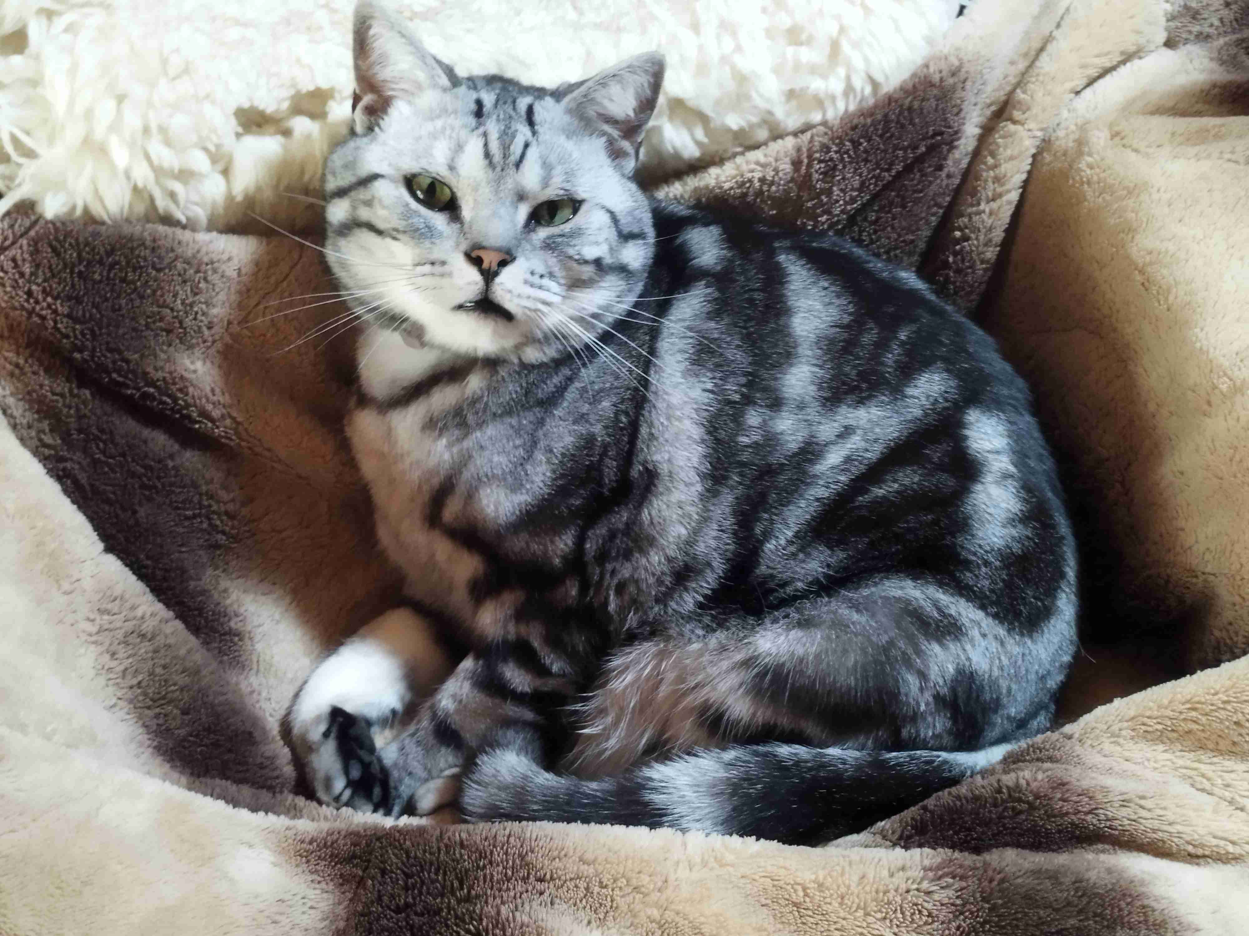 猫飼ってる人、種類はなんですか?