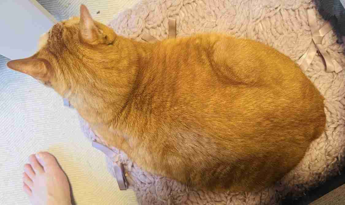 猫飼ってる人、種類はなんですか?