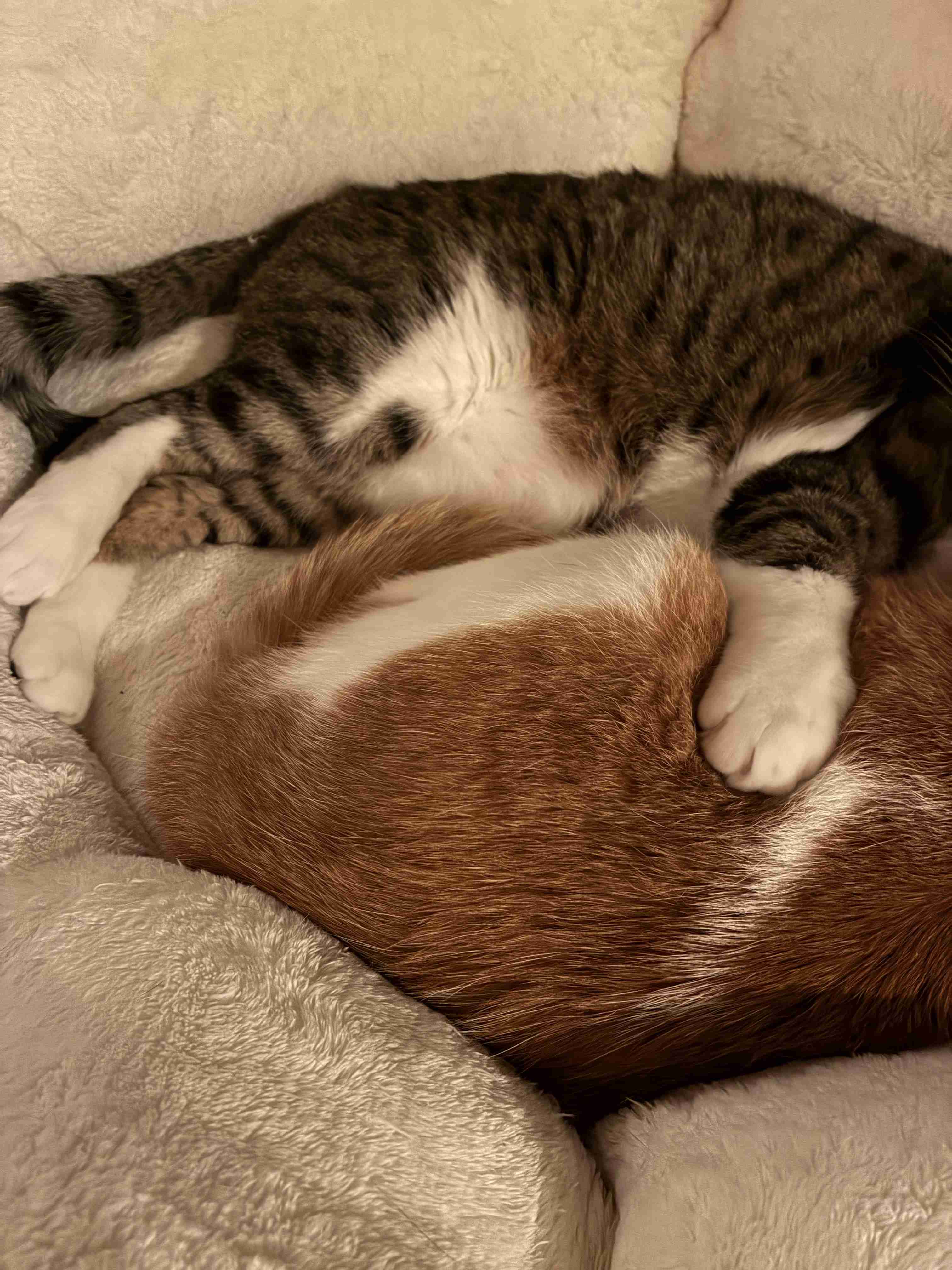 猫飼ってる人、種類はなんですか?