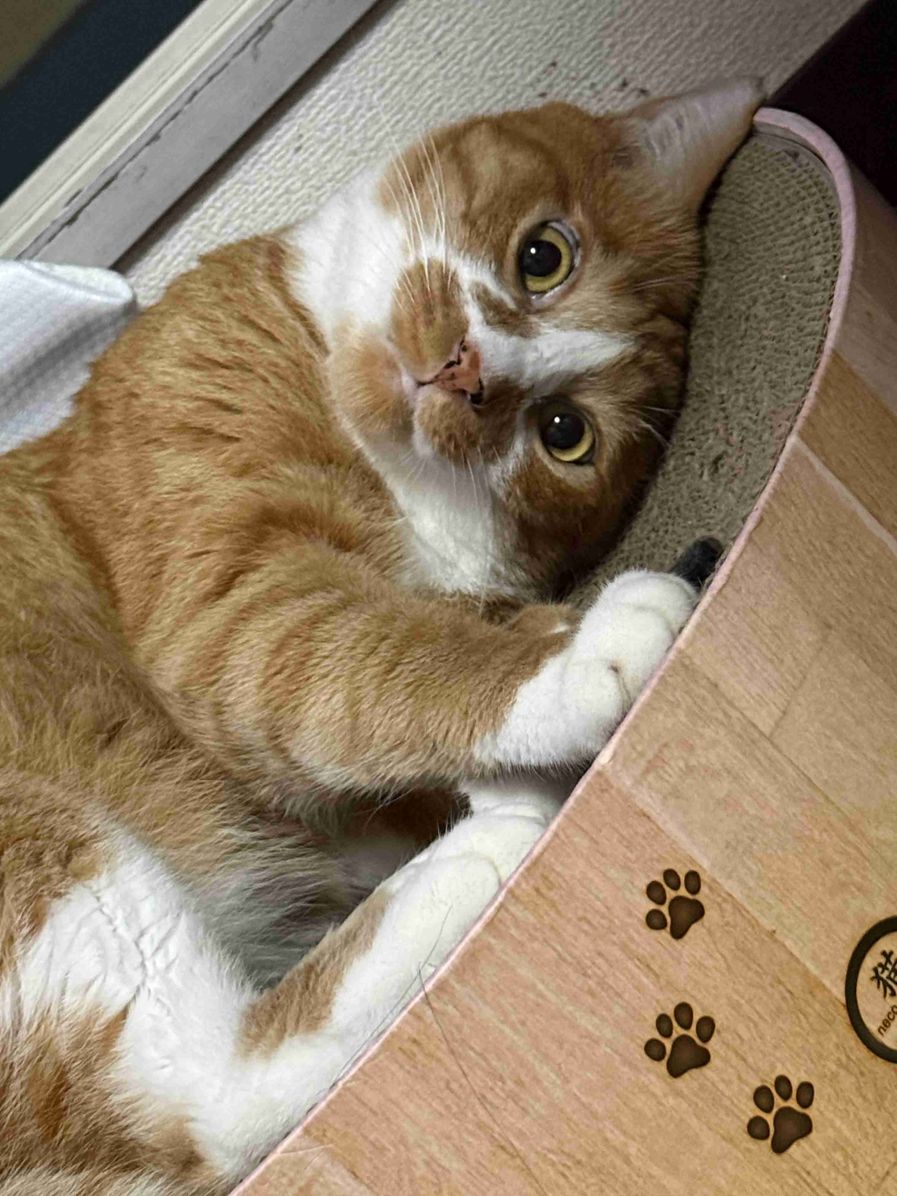 猫飼ってる人、種類はなんですか?