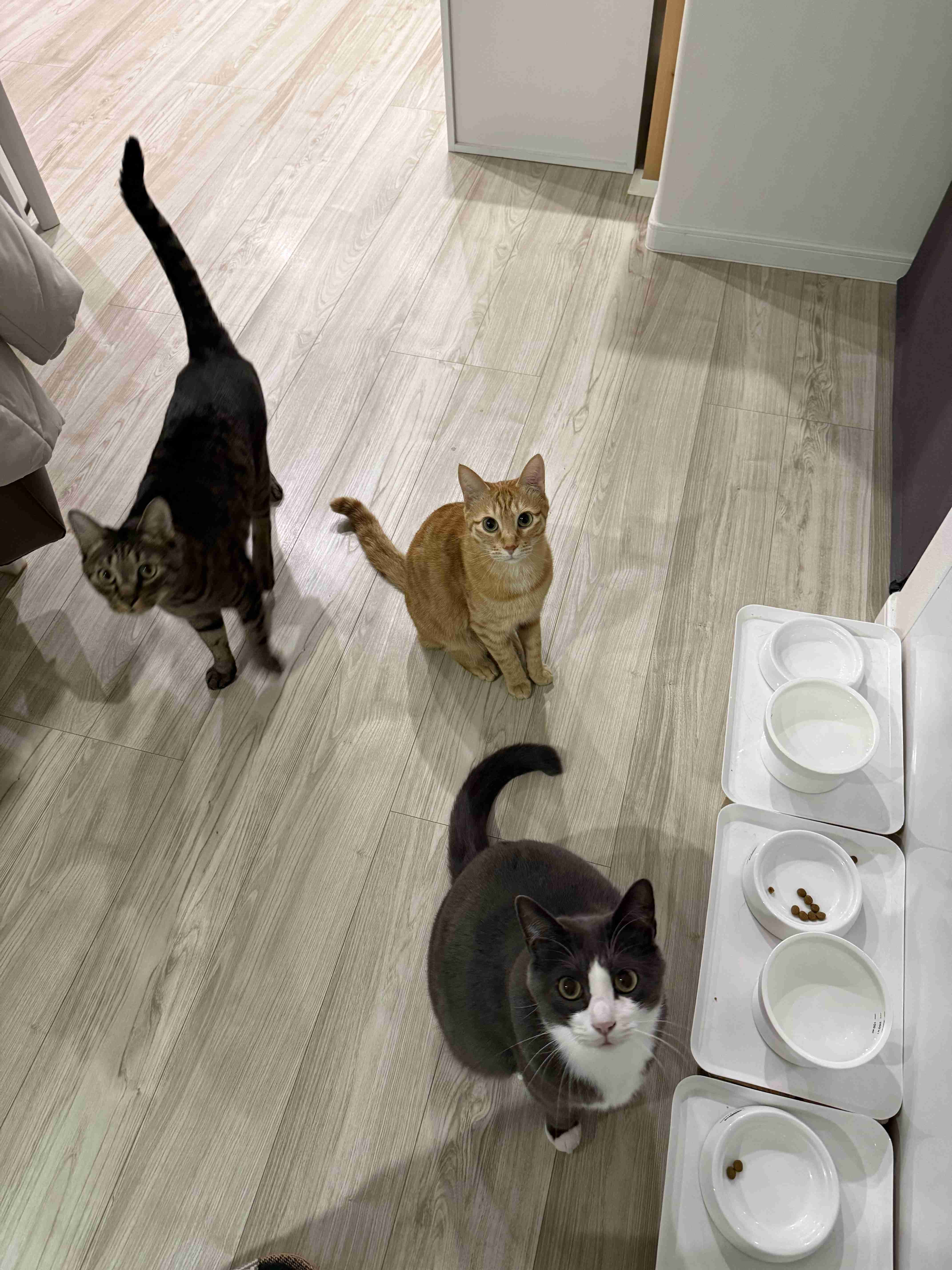 猫飼ってる人、種類はなんですか?
