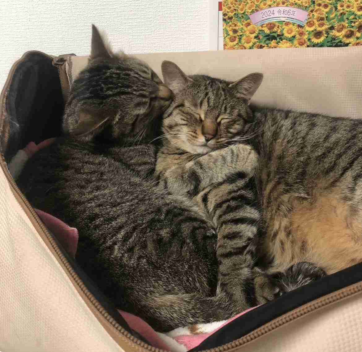 猫飼ってる人、種類はなんですか?