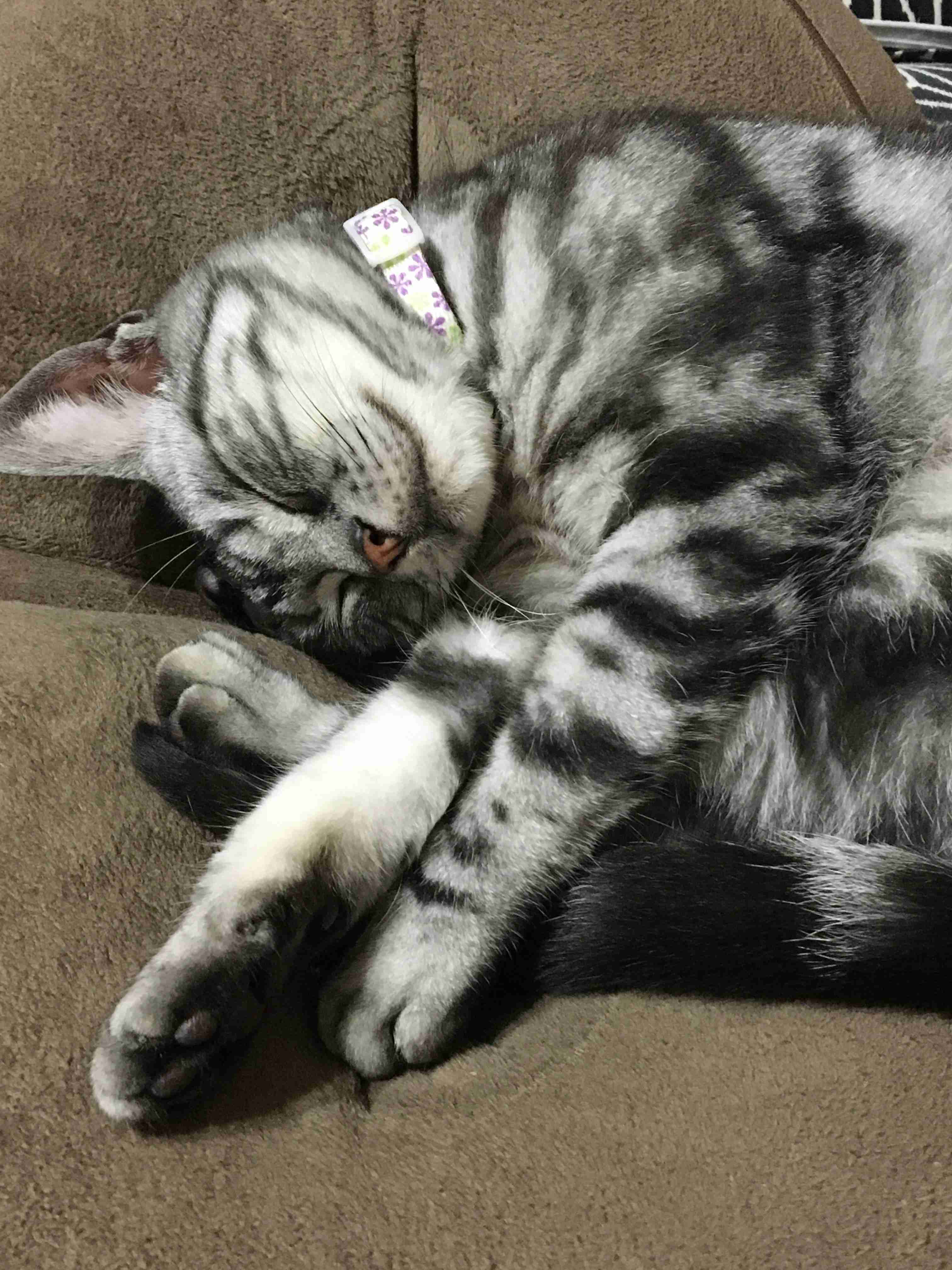猫飼ってる人、種類はなんですか?