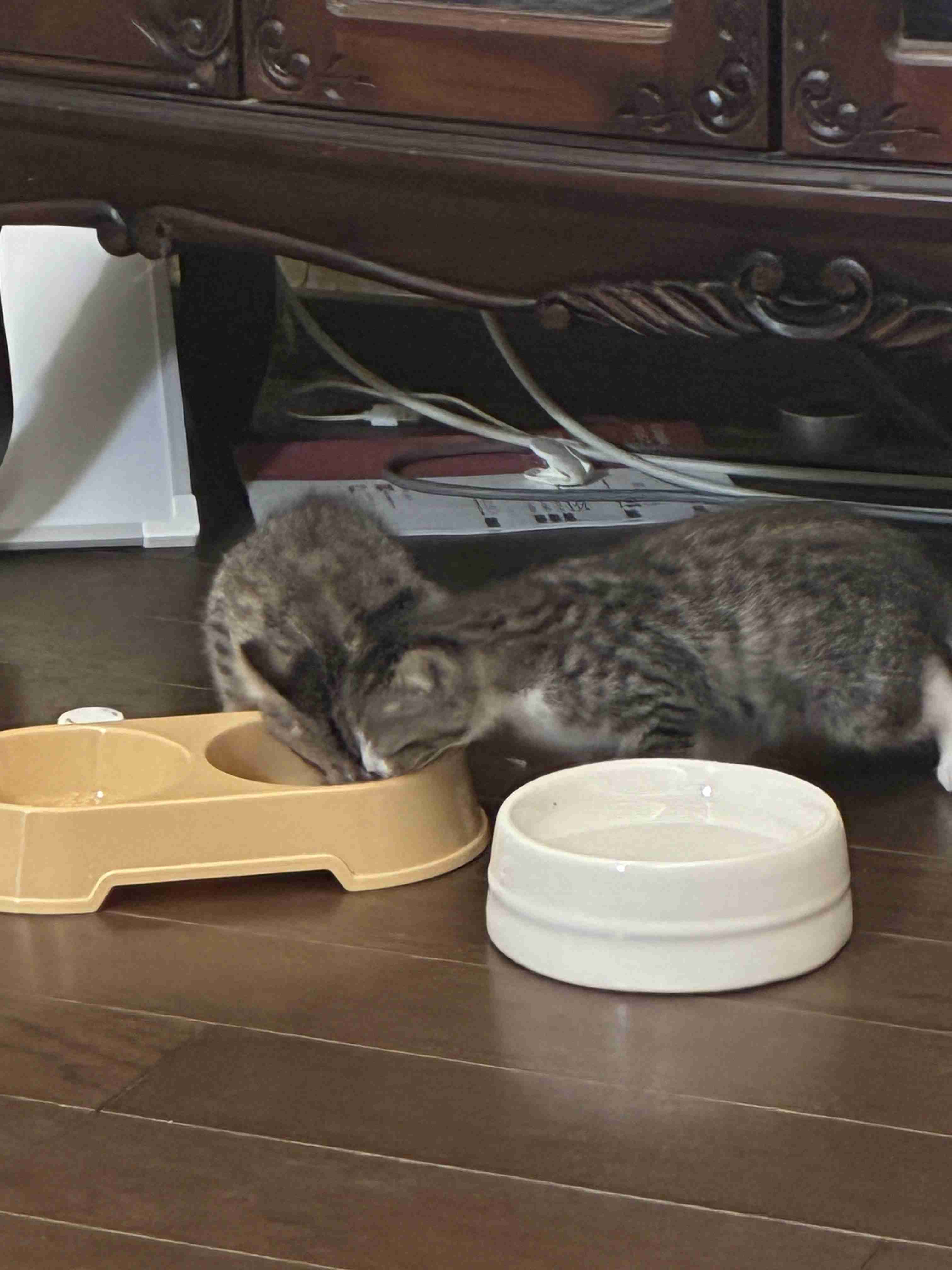 猫飼ってる人、種類はなんですか?