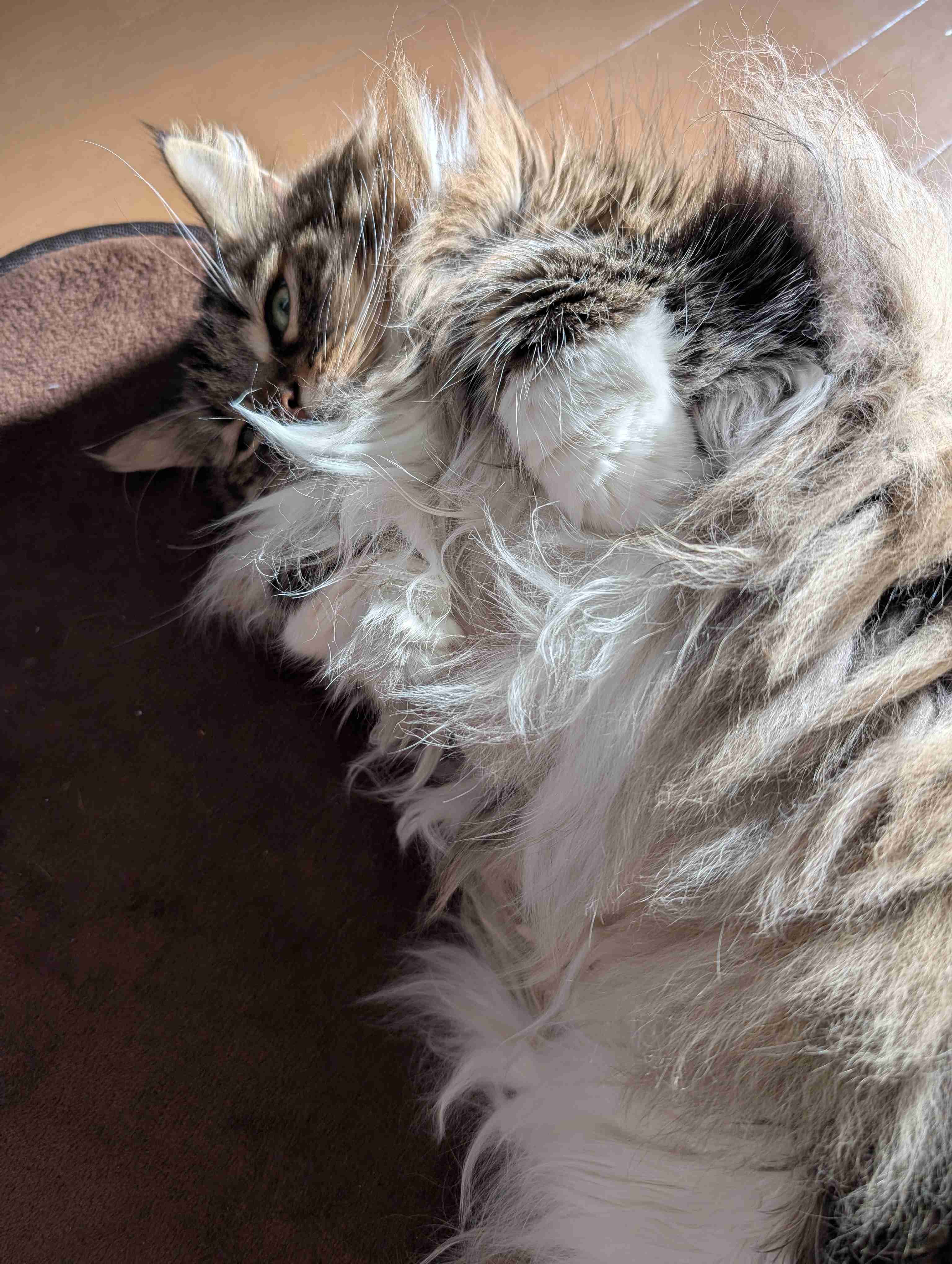 猫飼ってる人、種類はなんですか?
