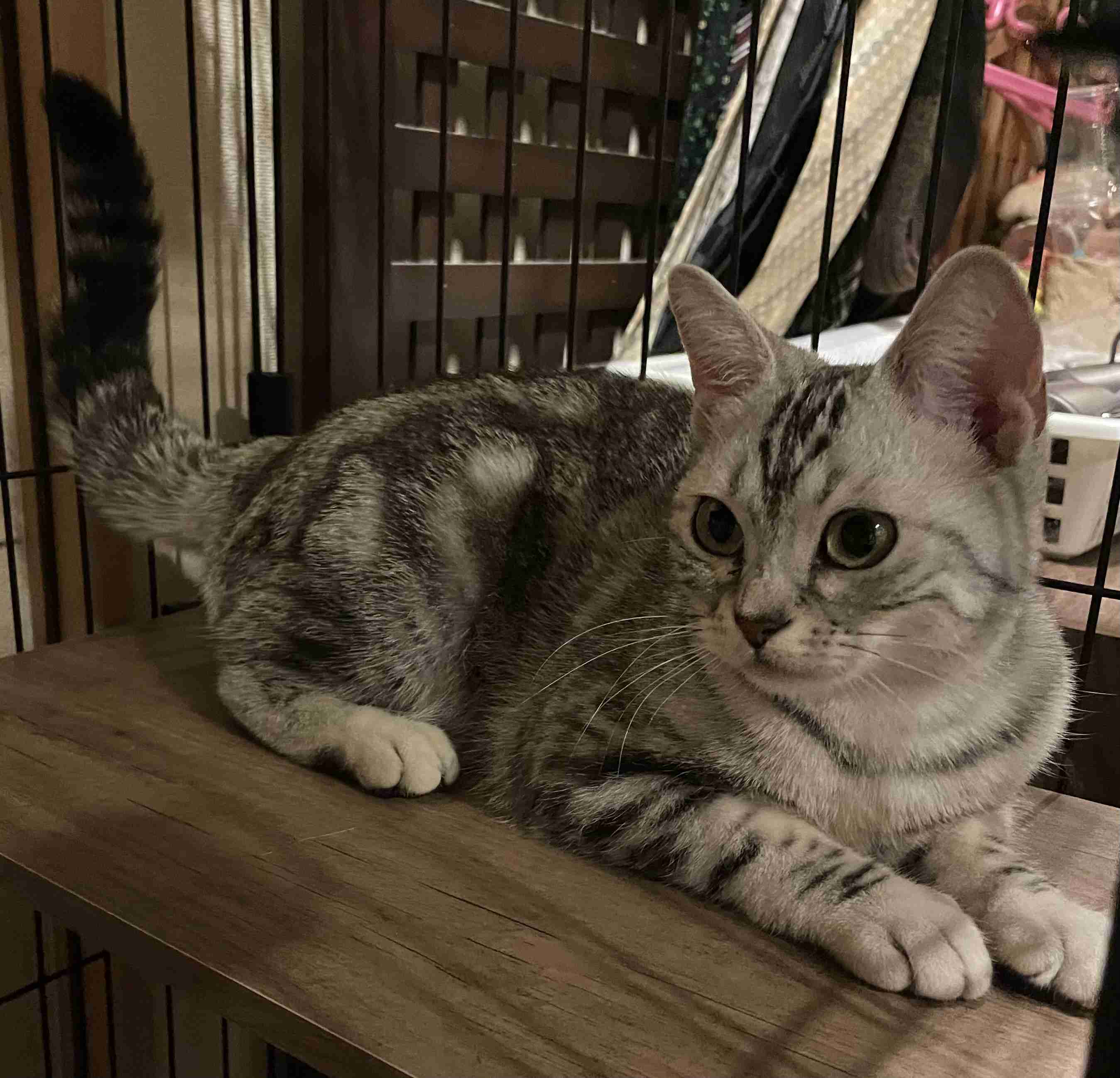 猫飼ってる人、種類はなんですか?