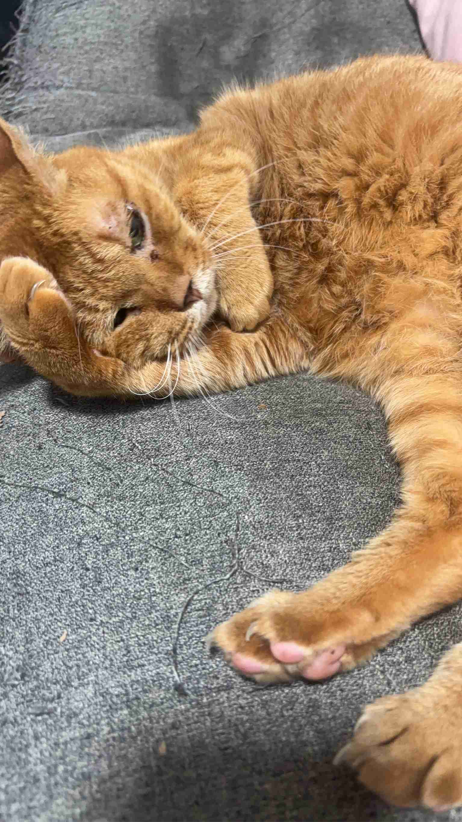 猫飼ってる人、種類はなんですか?